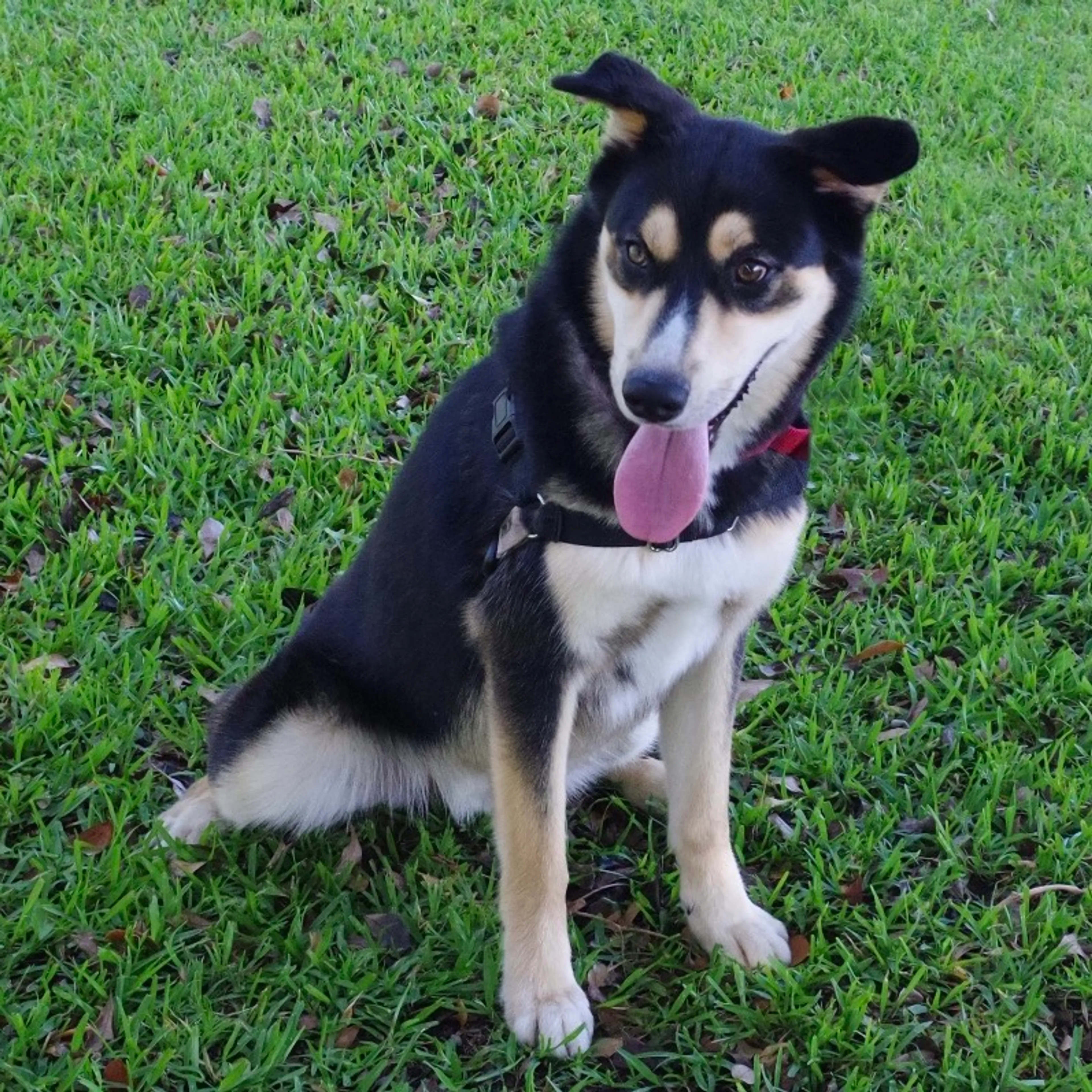 Found pet-5