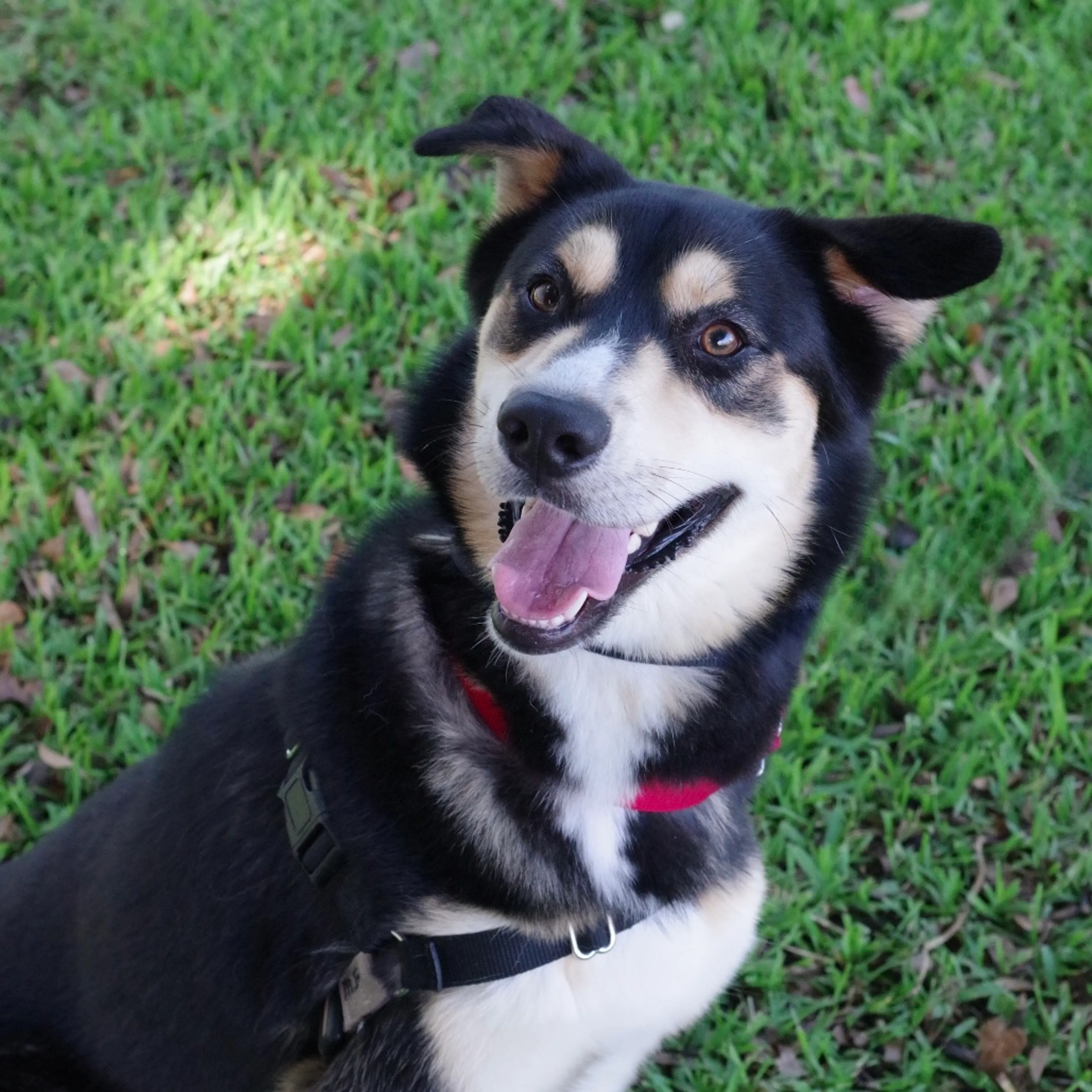 Found pet-4