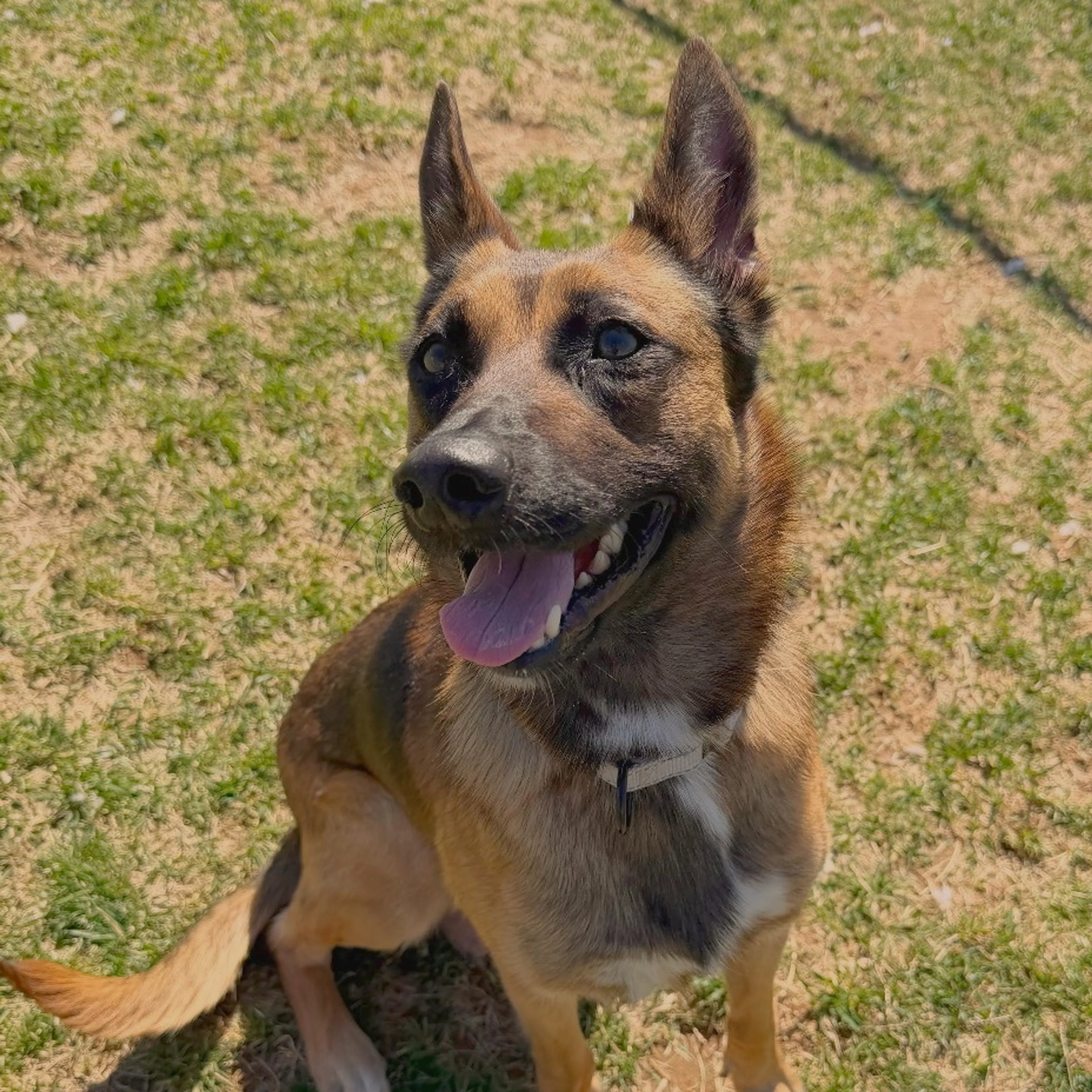 Found pet-2