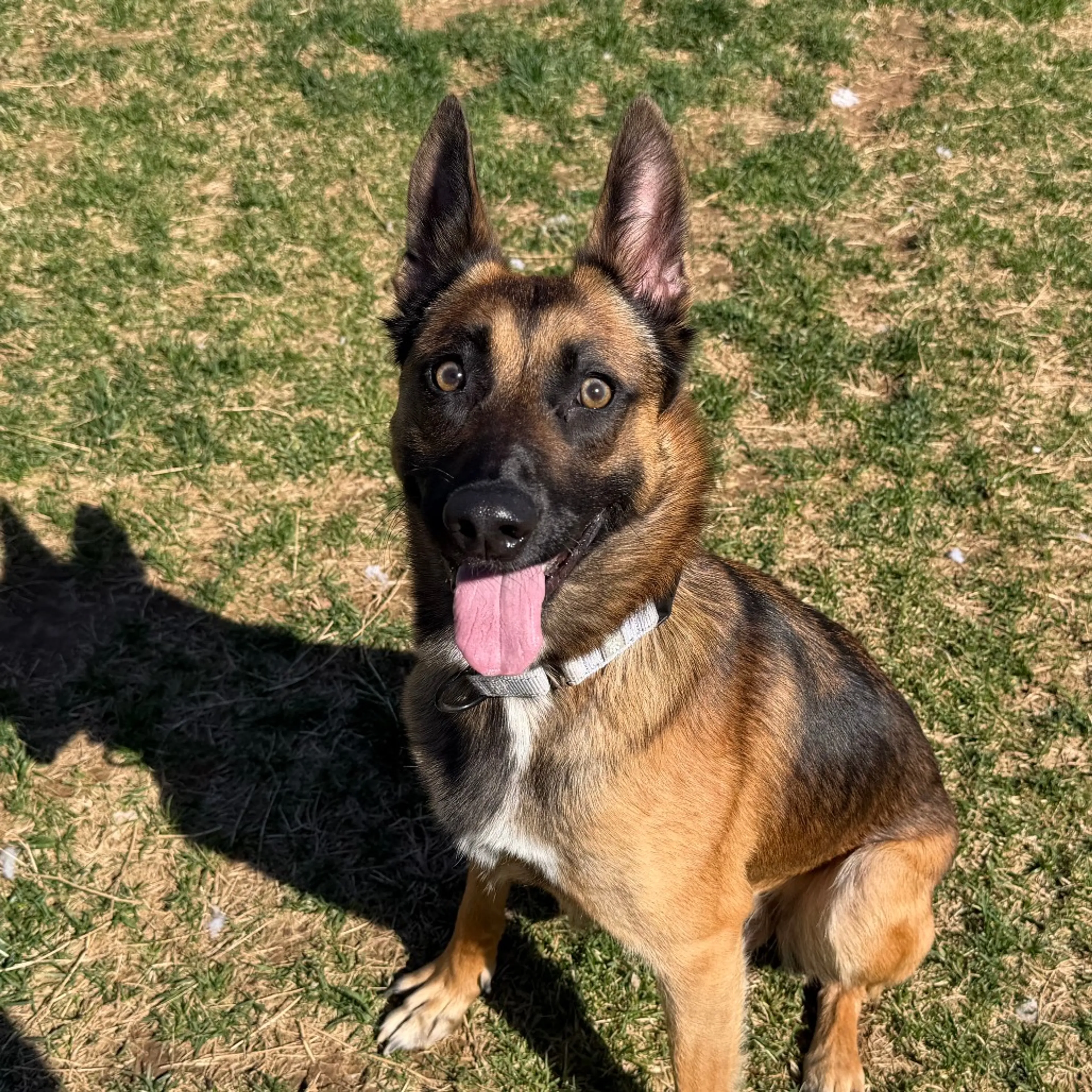 Found pet-3
