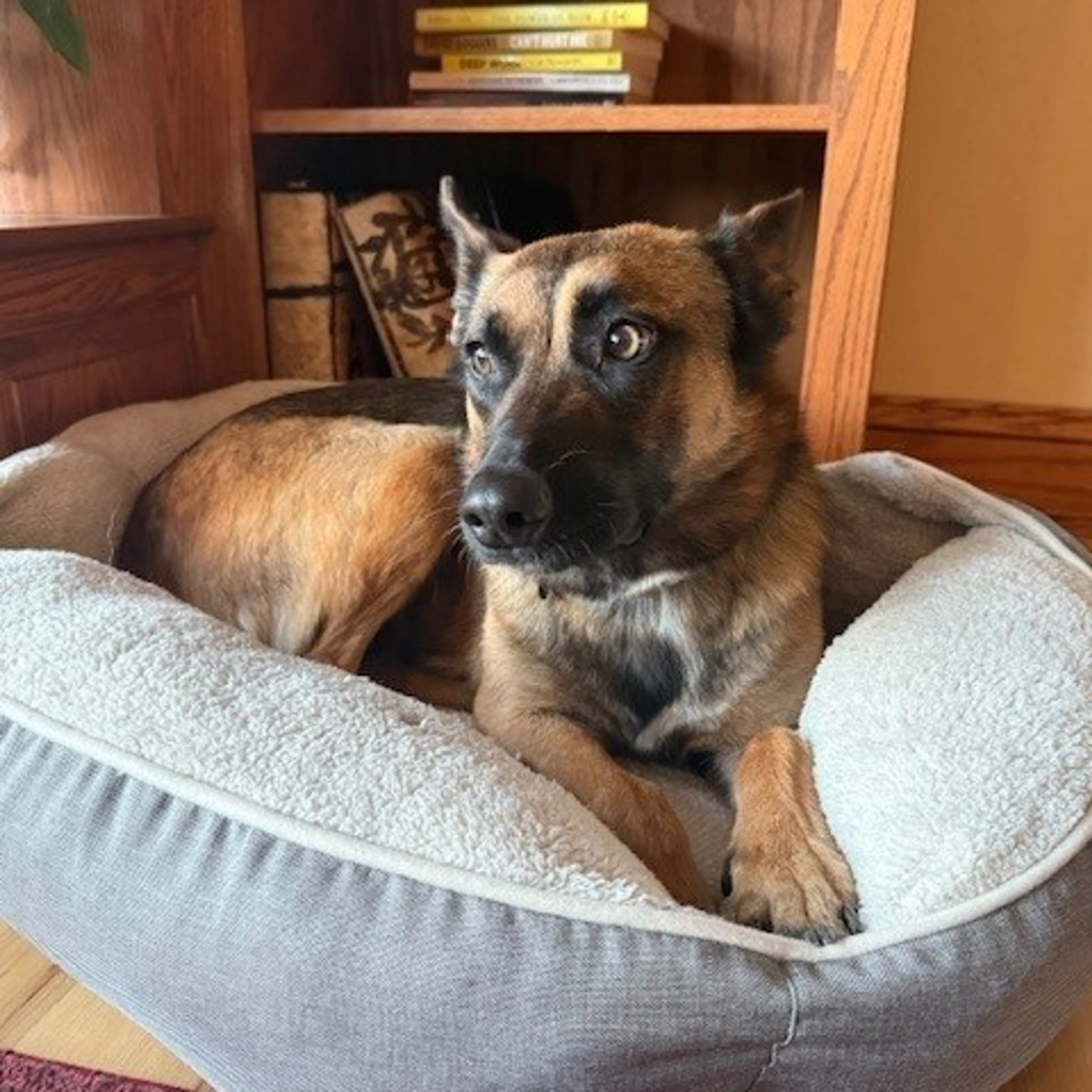 Found pet-10