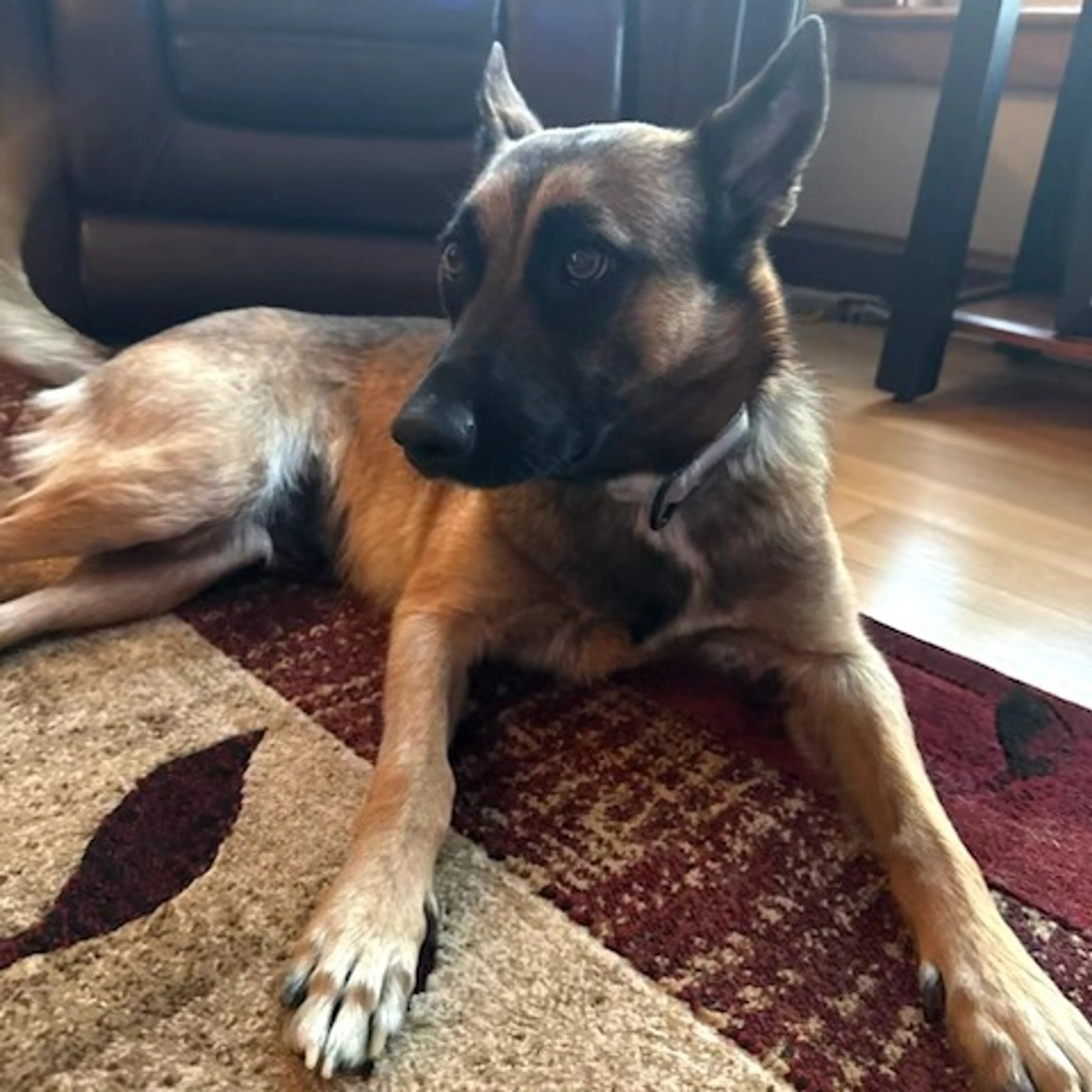 Found pet-6