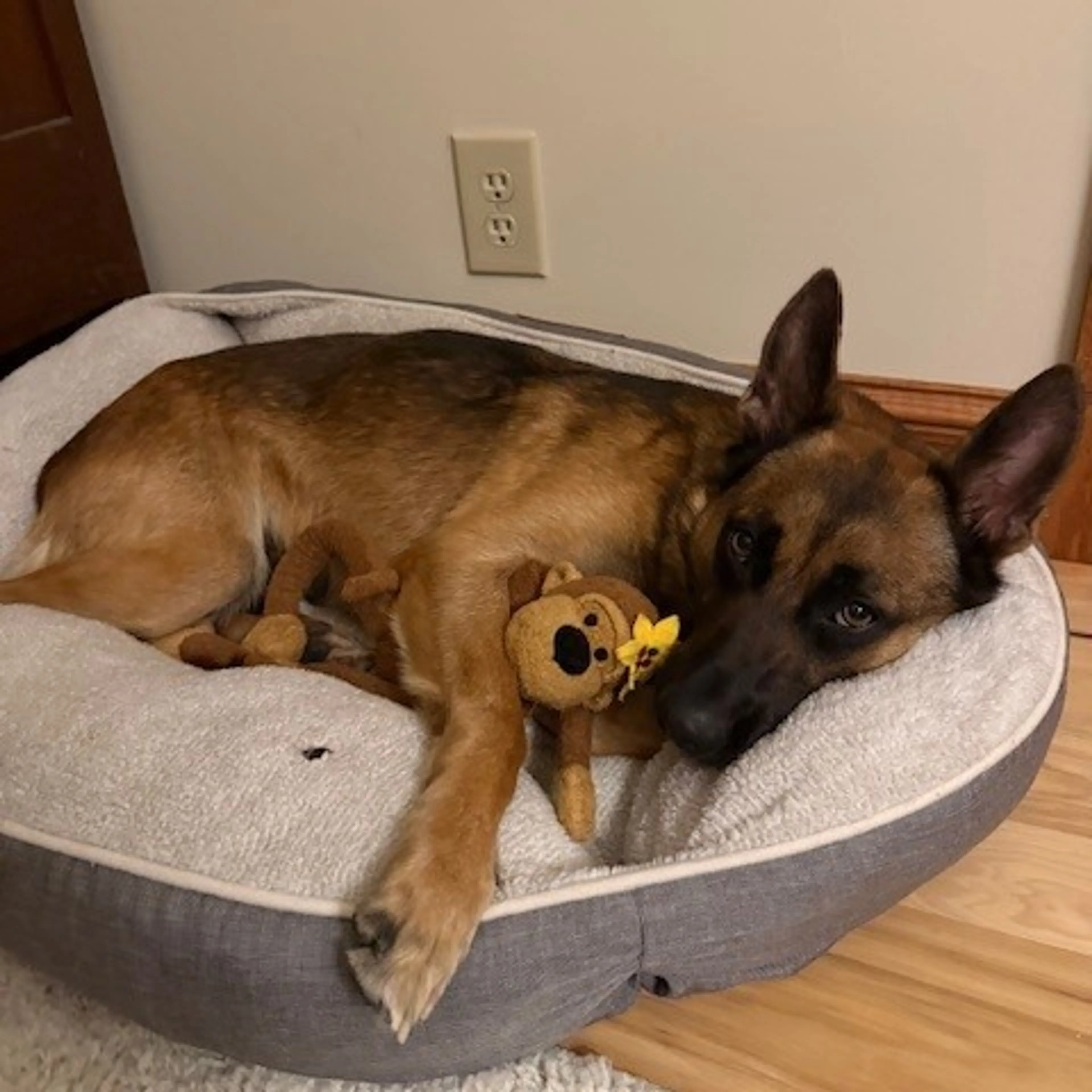 Found pet-9