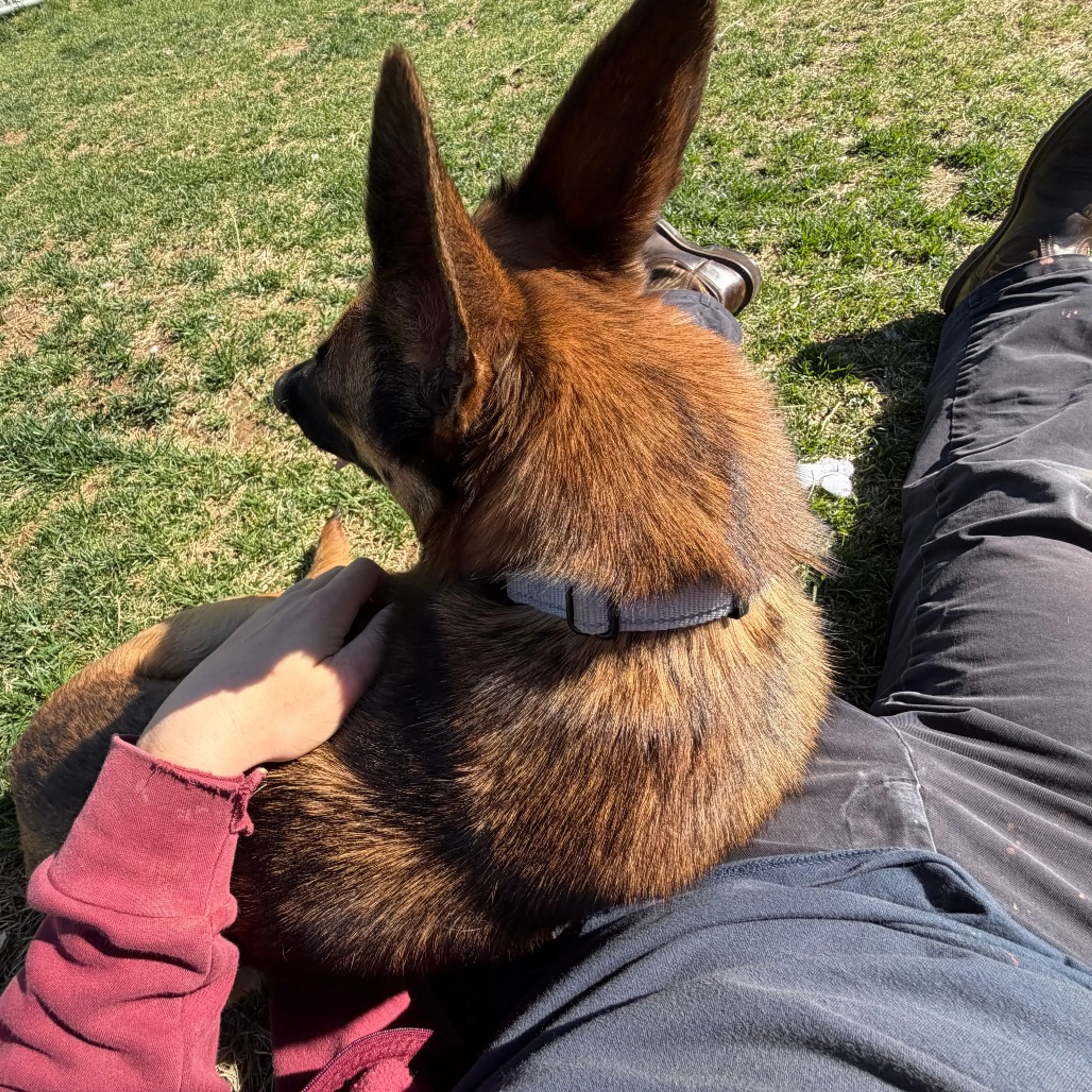 Found pet-5