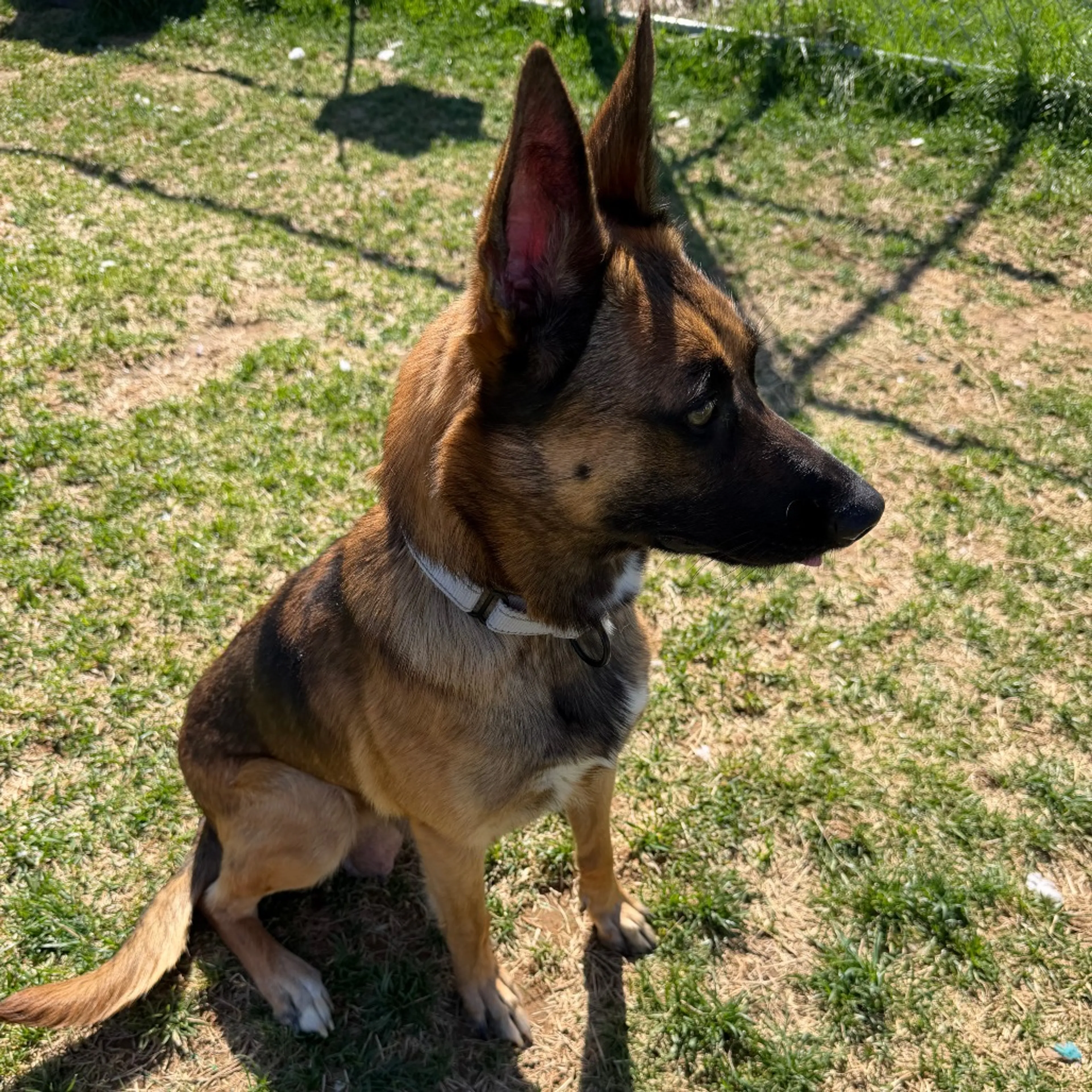 Found pet-4