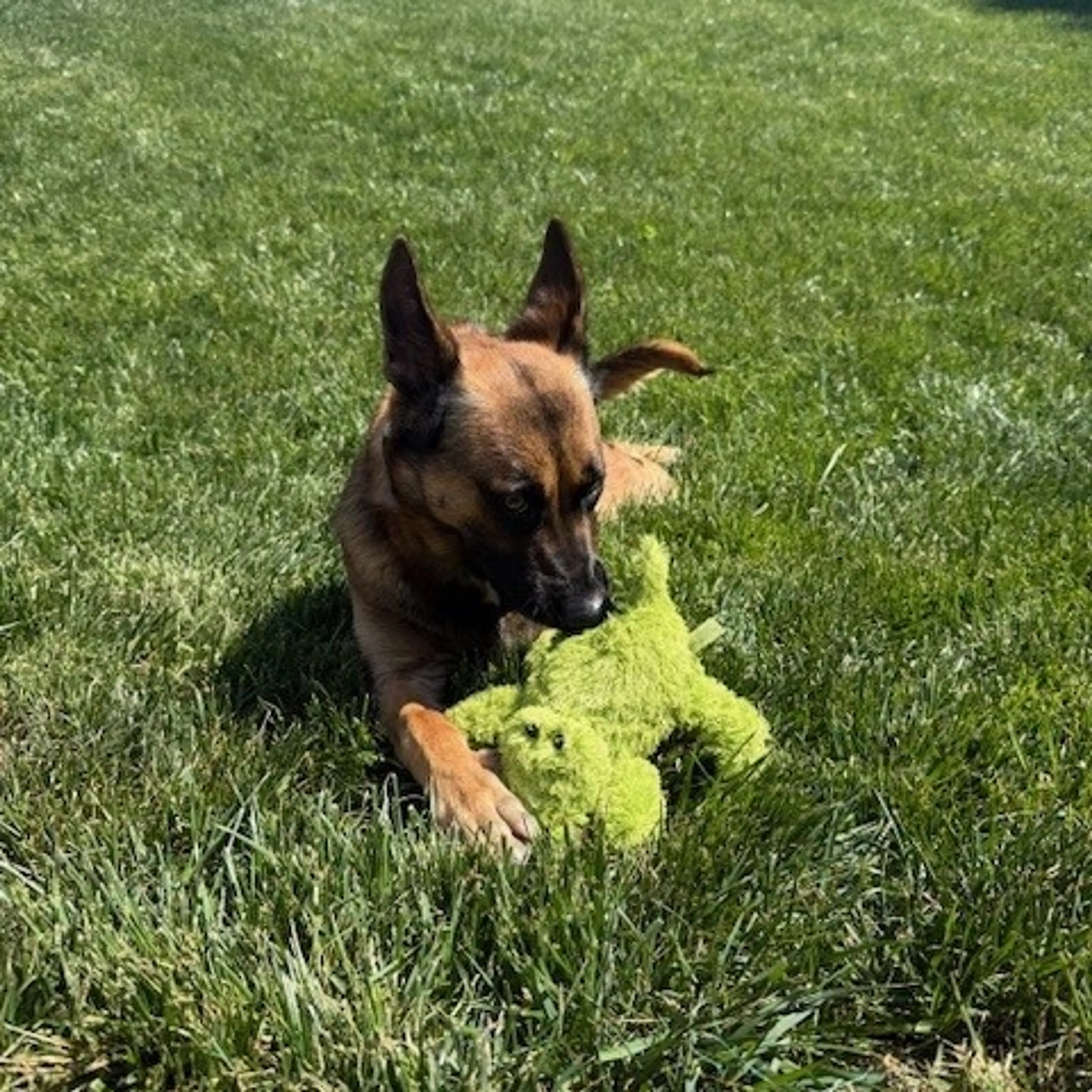 Found pet-11