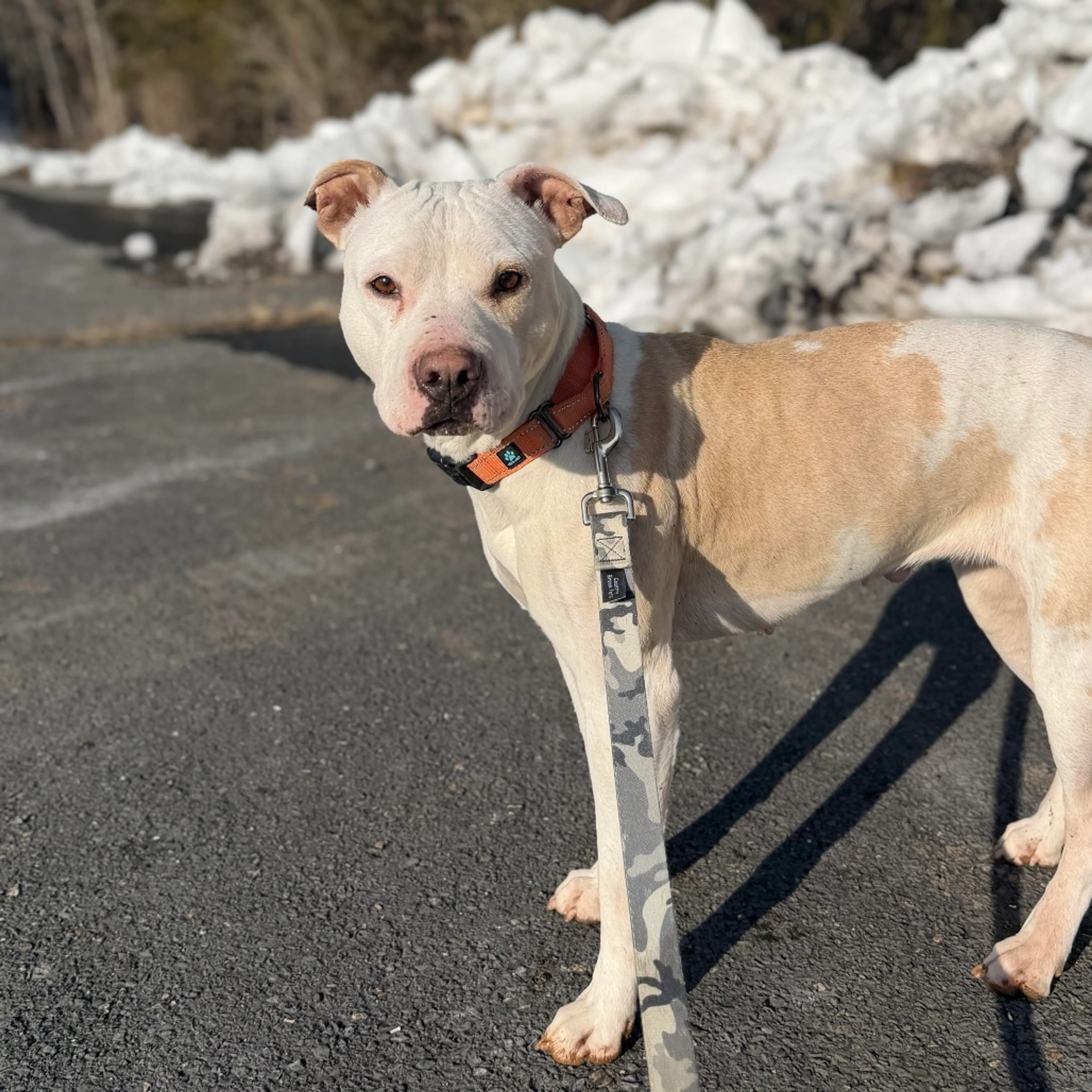 Found pet-5