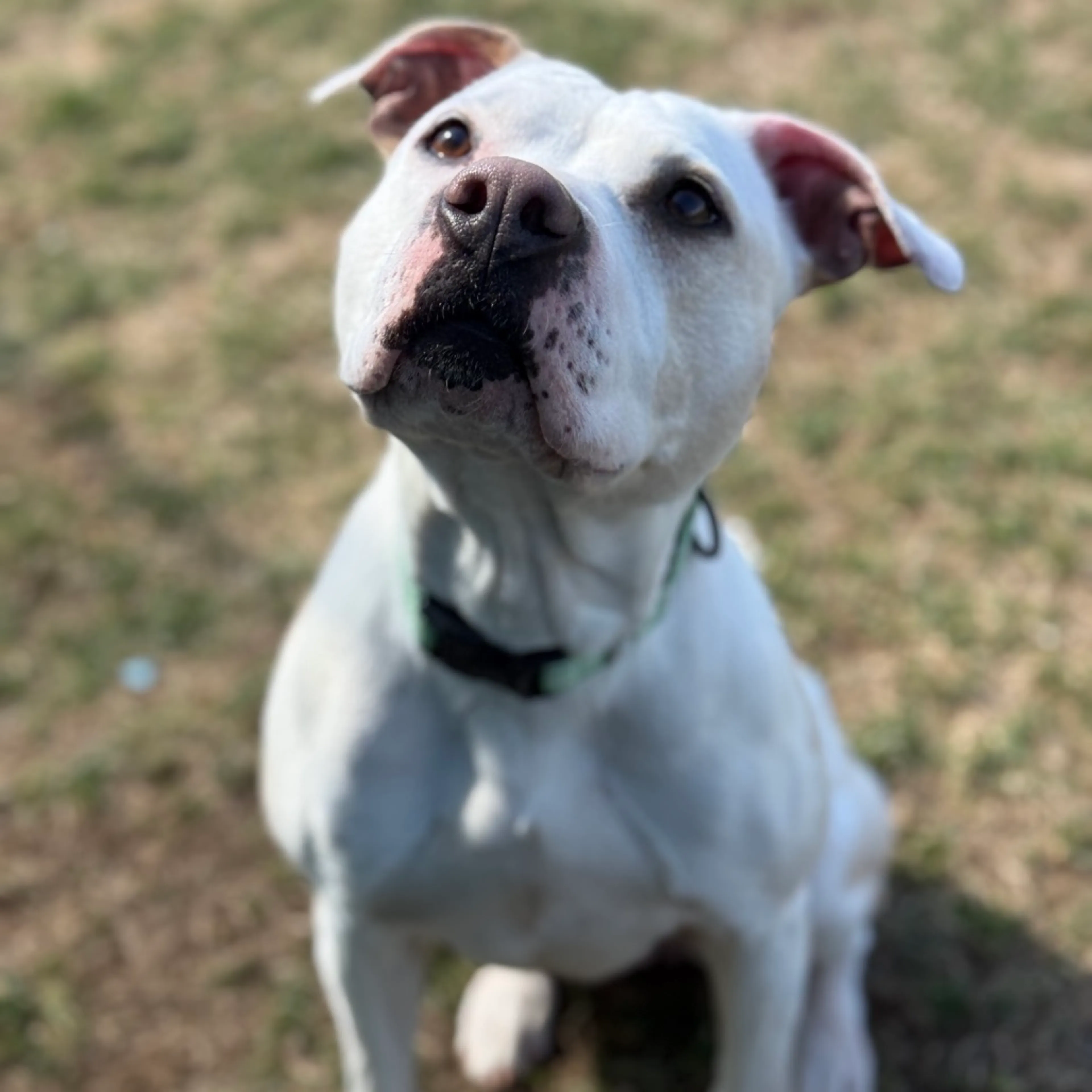 Found pet-6