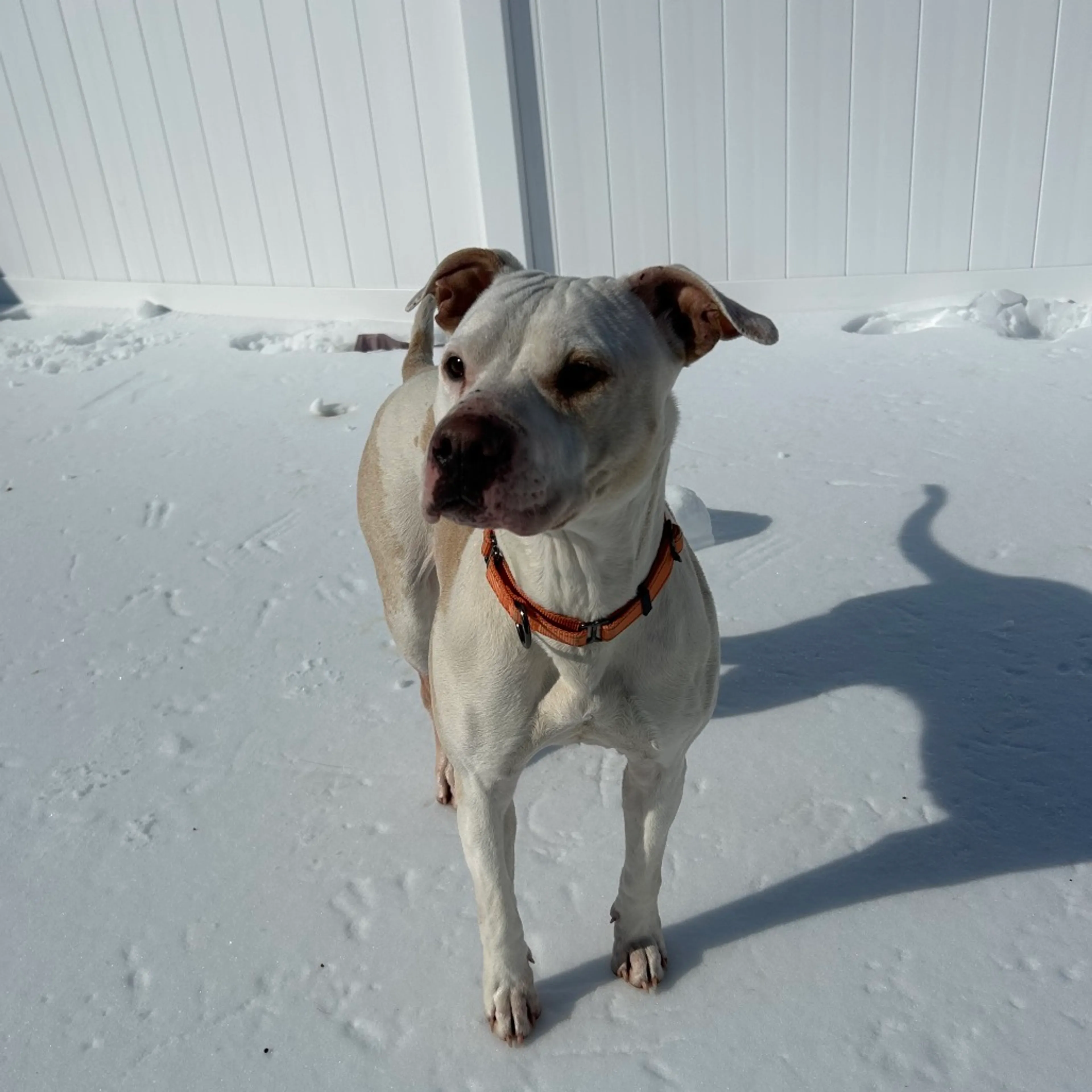 Found pet-1