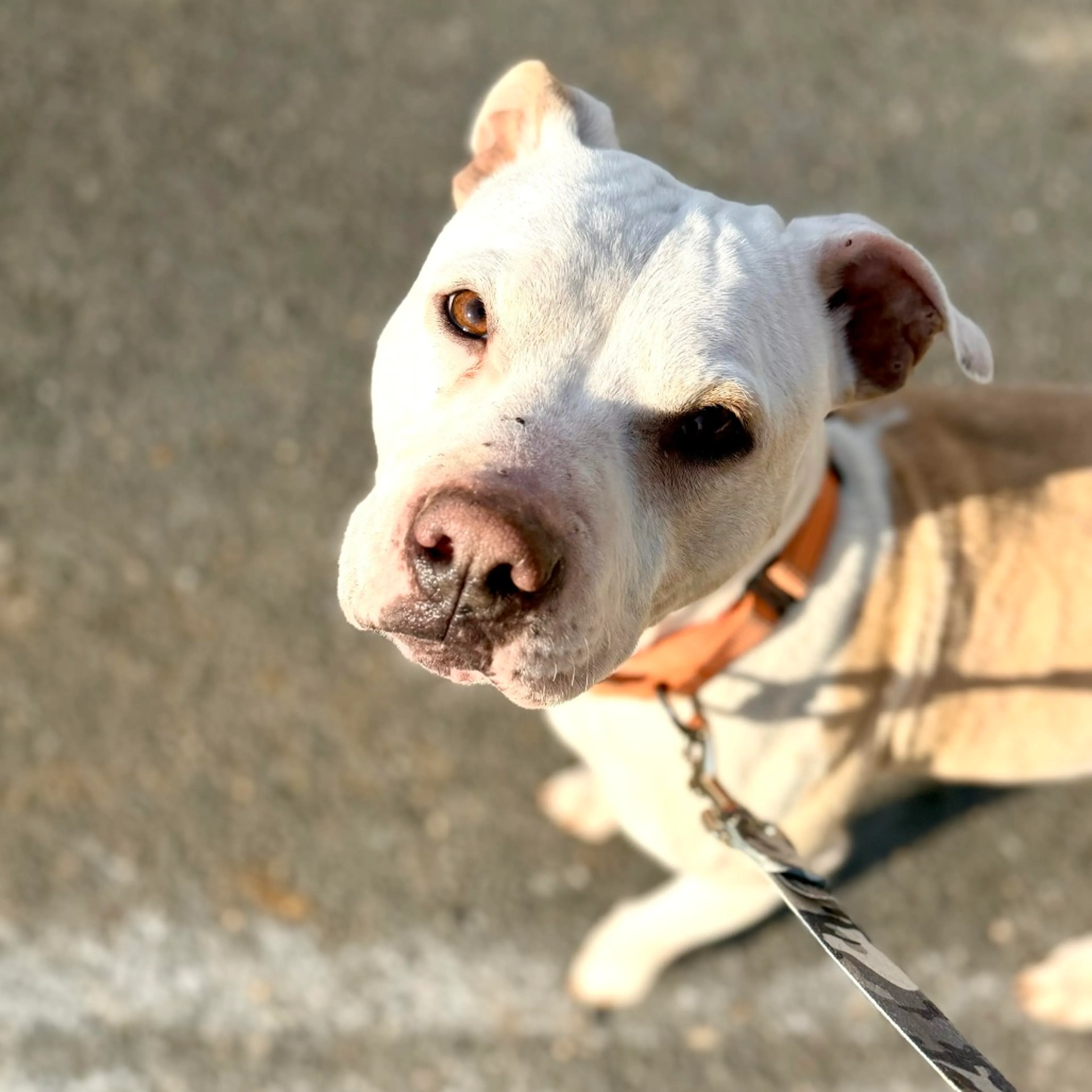Found pet-2
