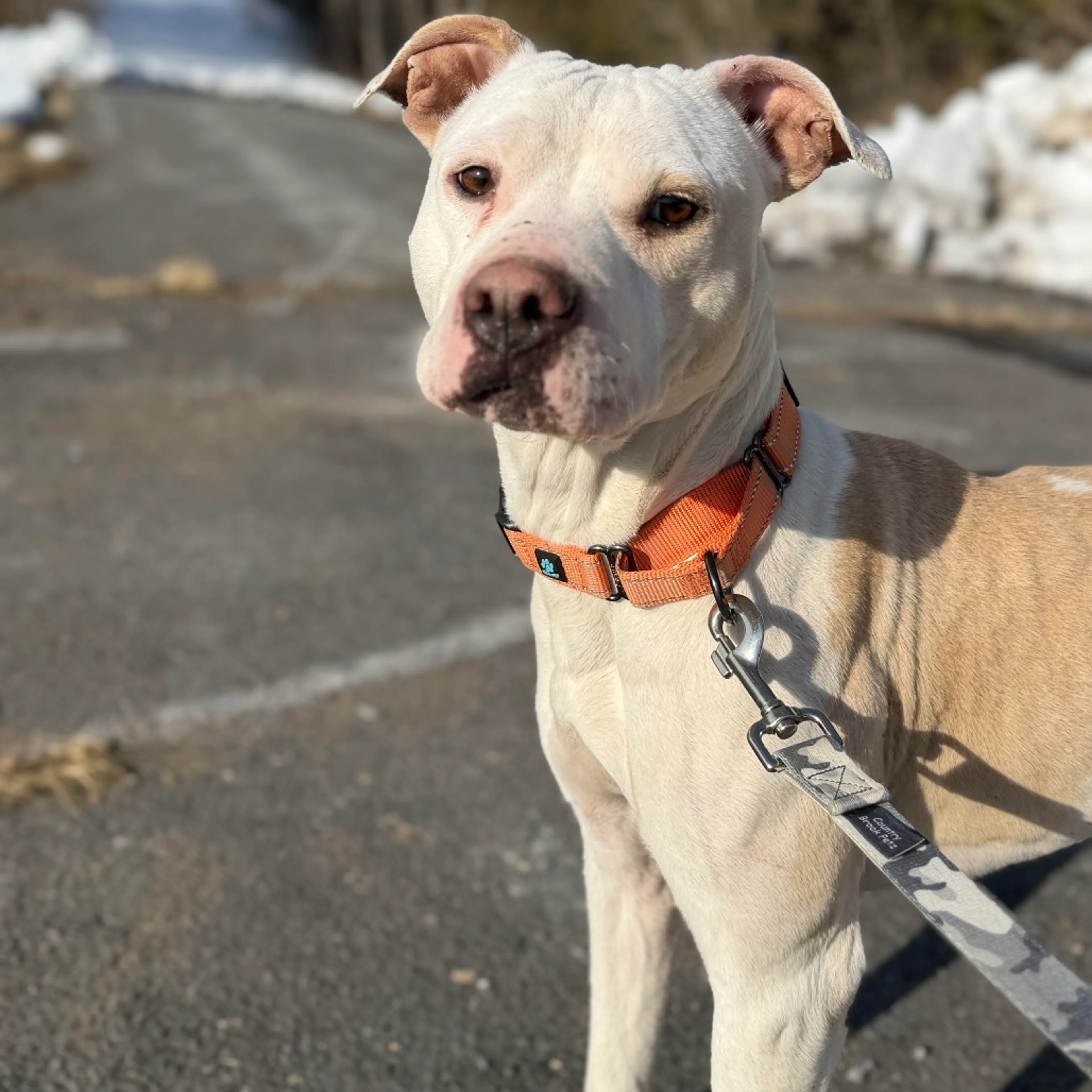Found pet-3