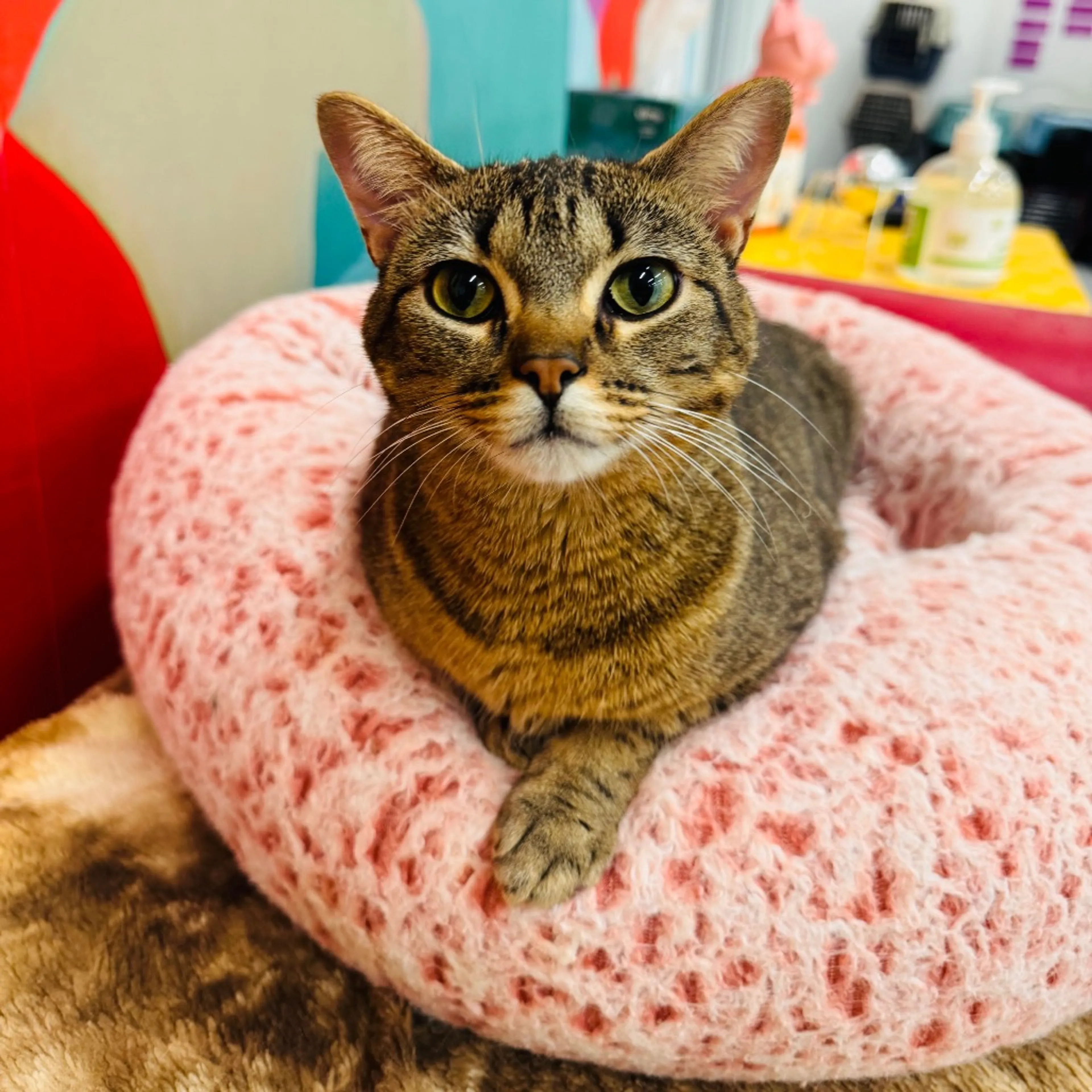 Found pet-24