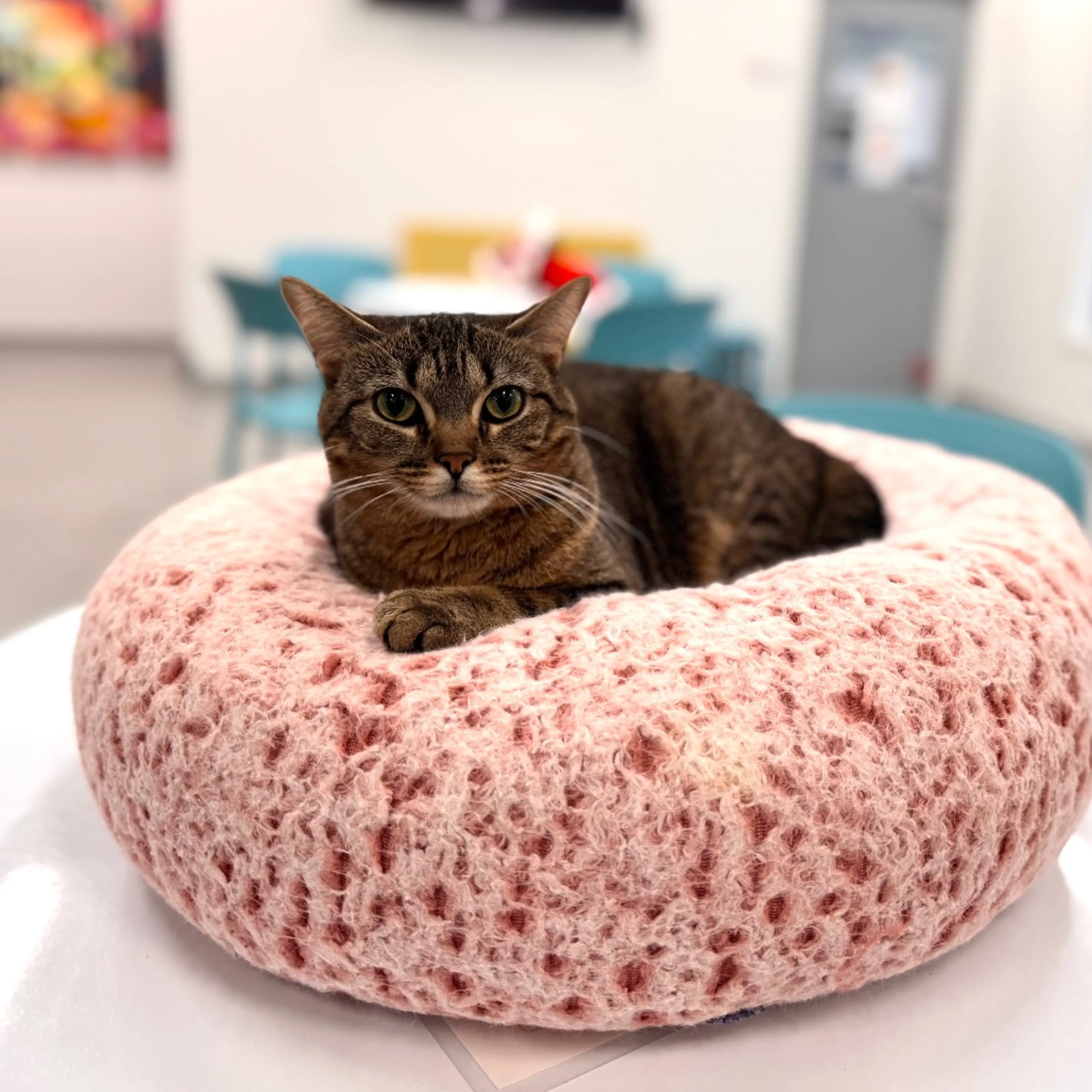 Found pet-23