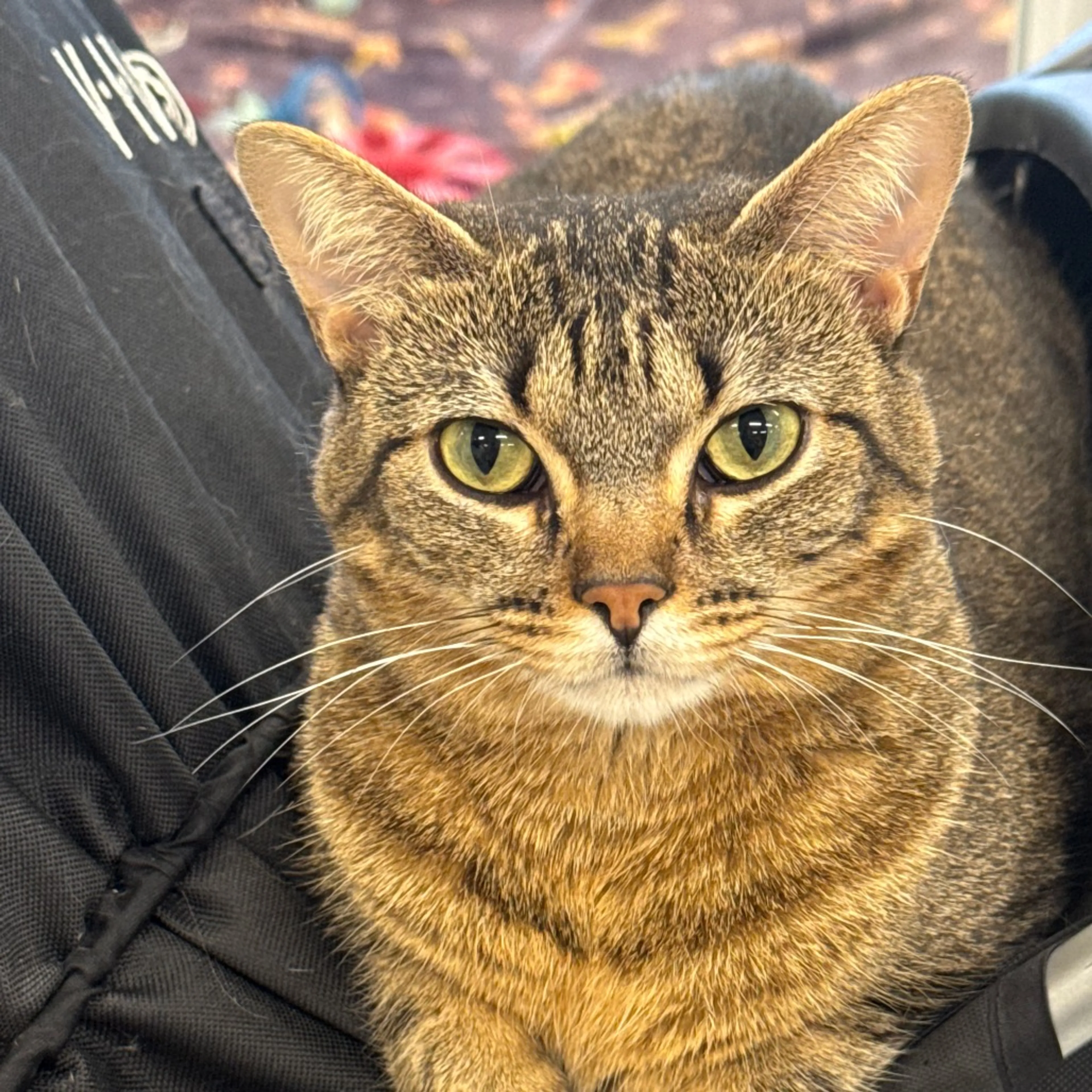 Found pet-27