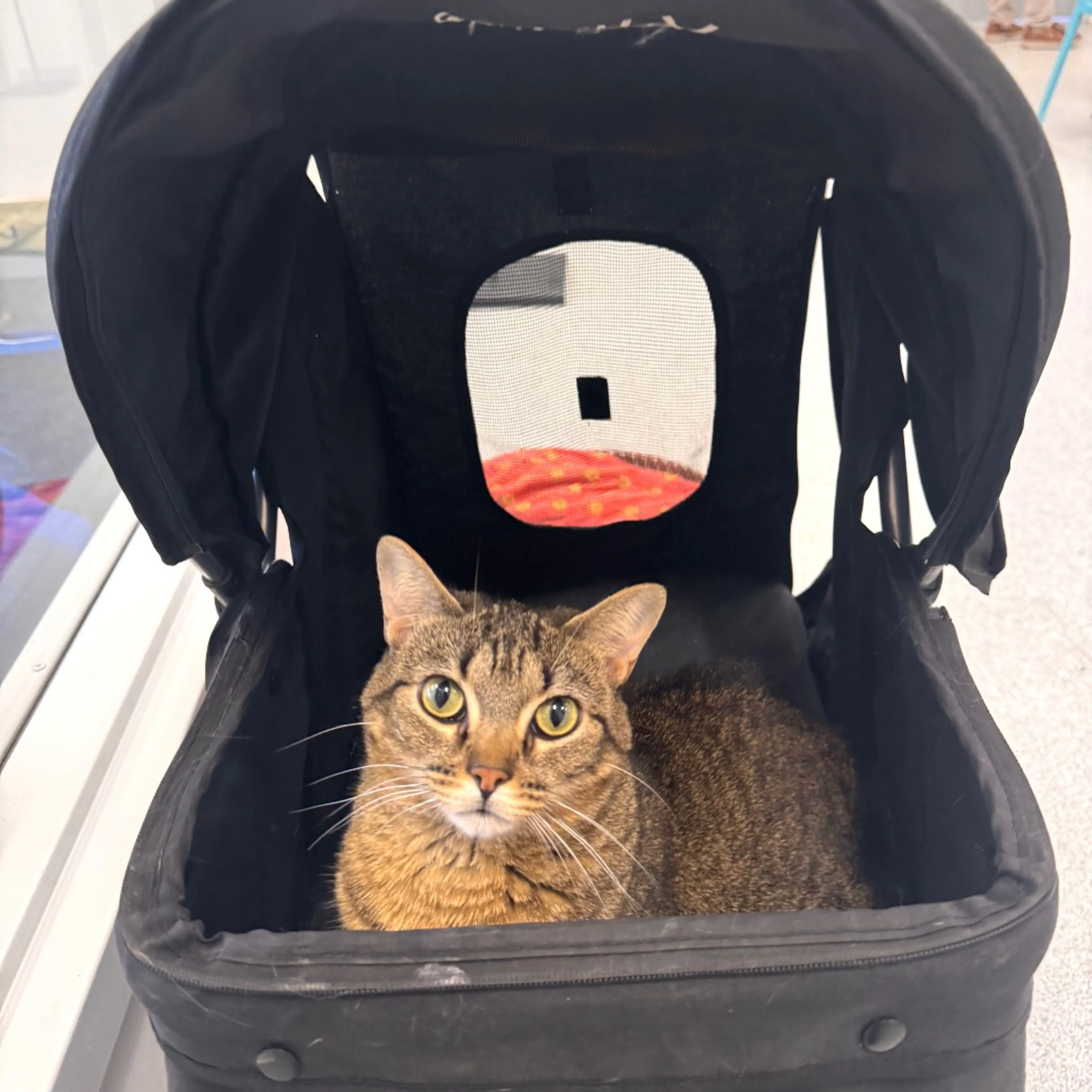 Found pet-26