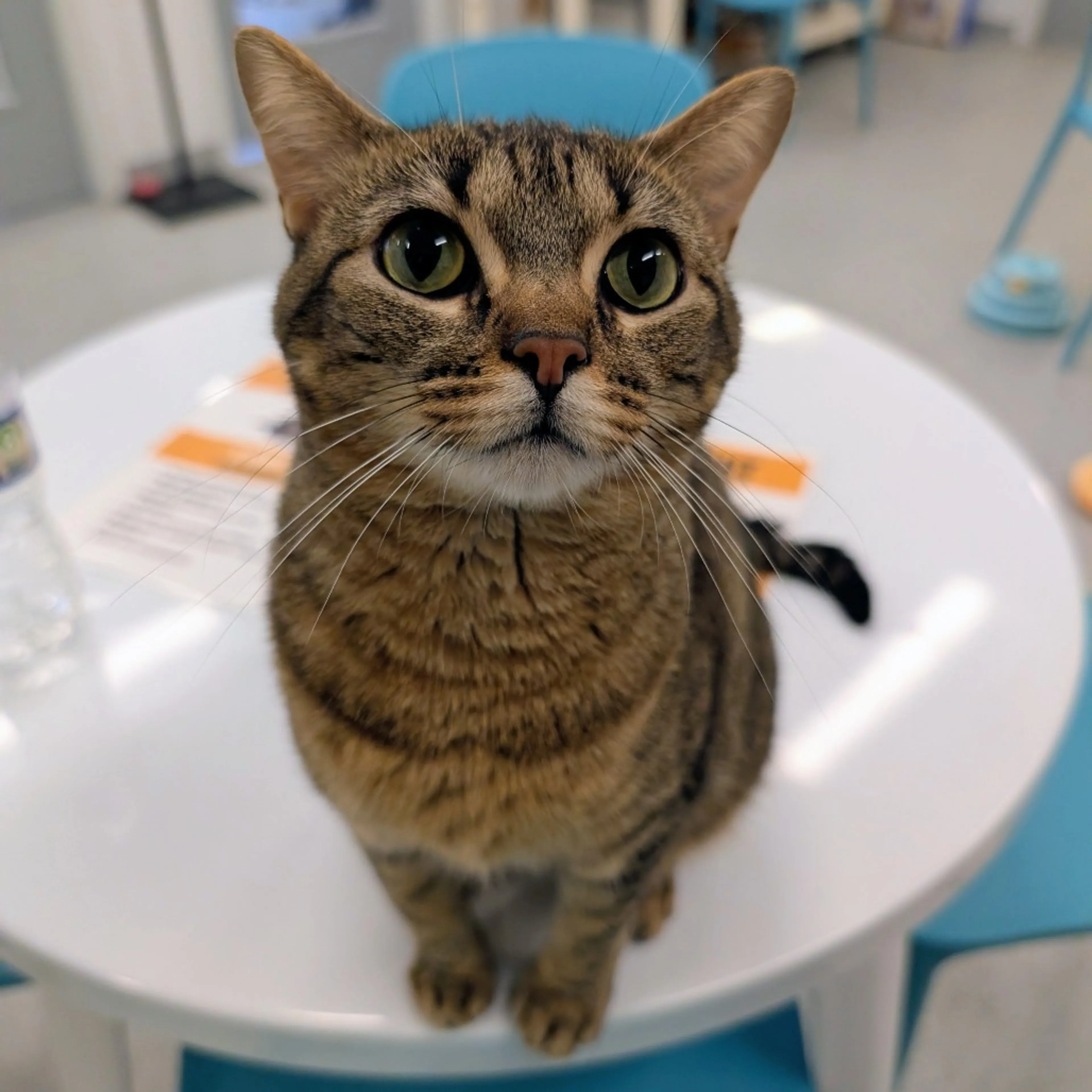 Found pet-25