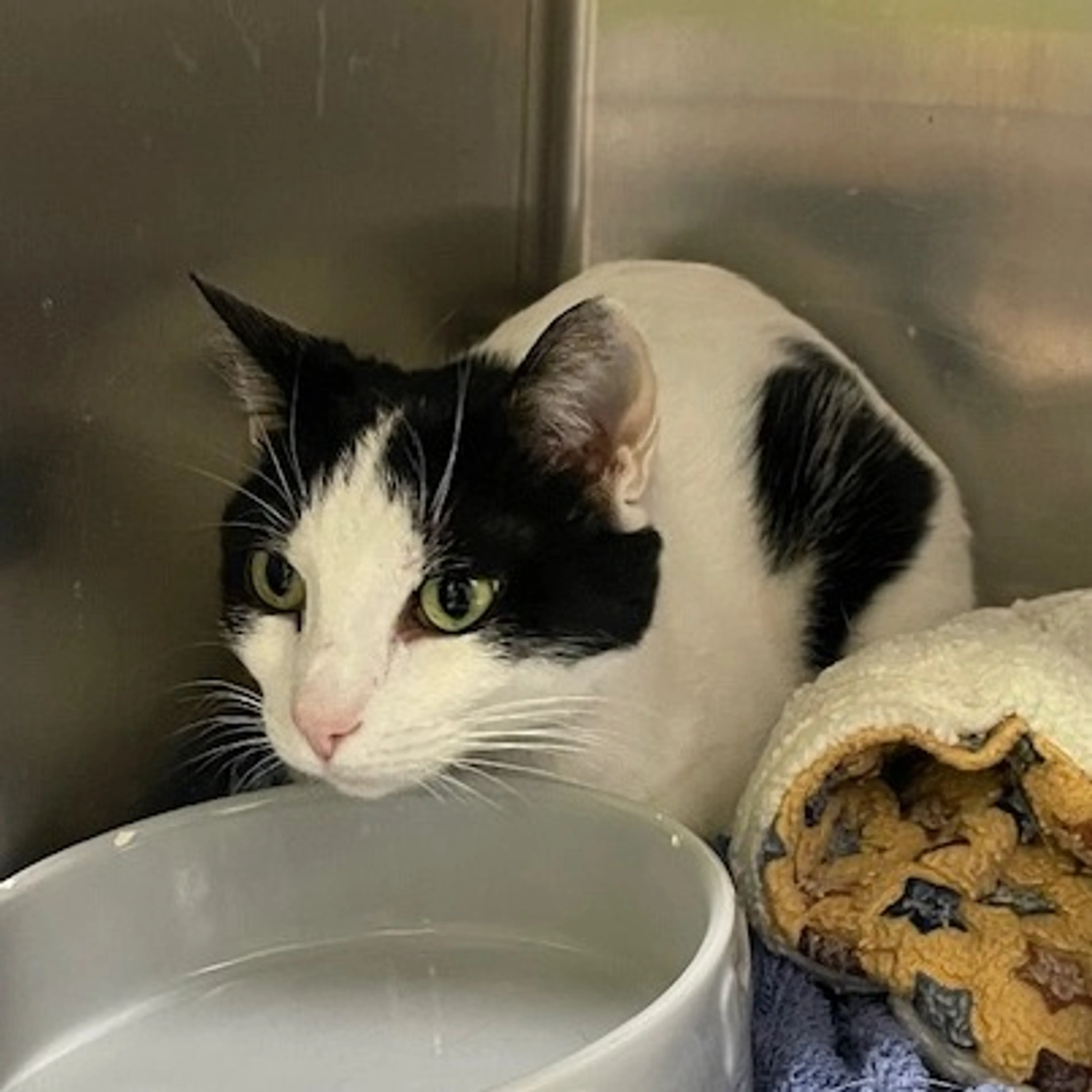 Found pet-1