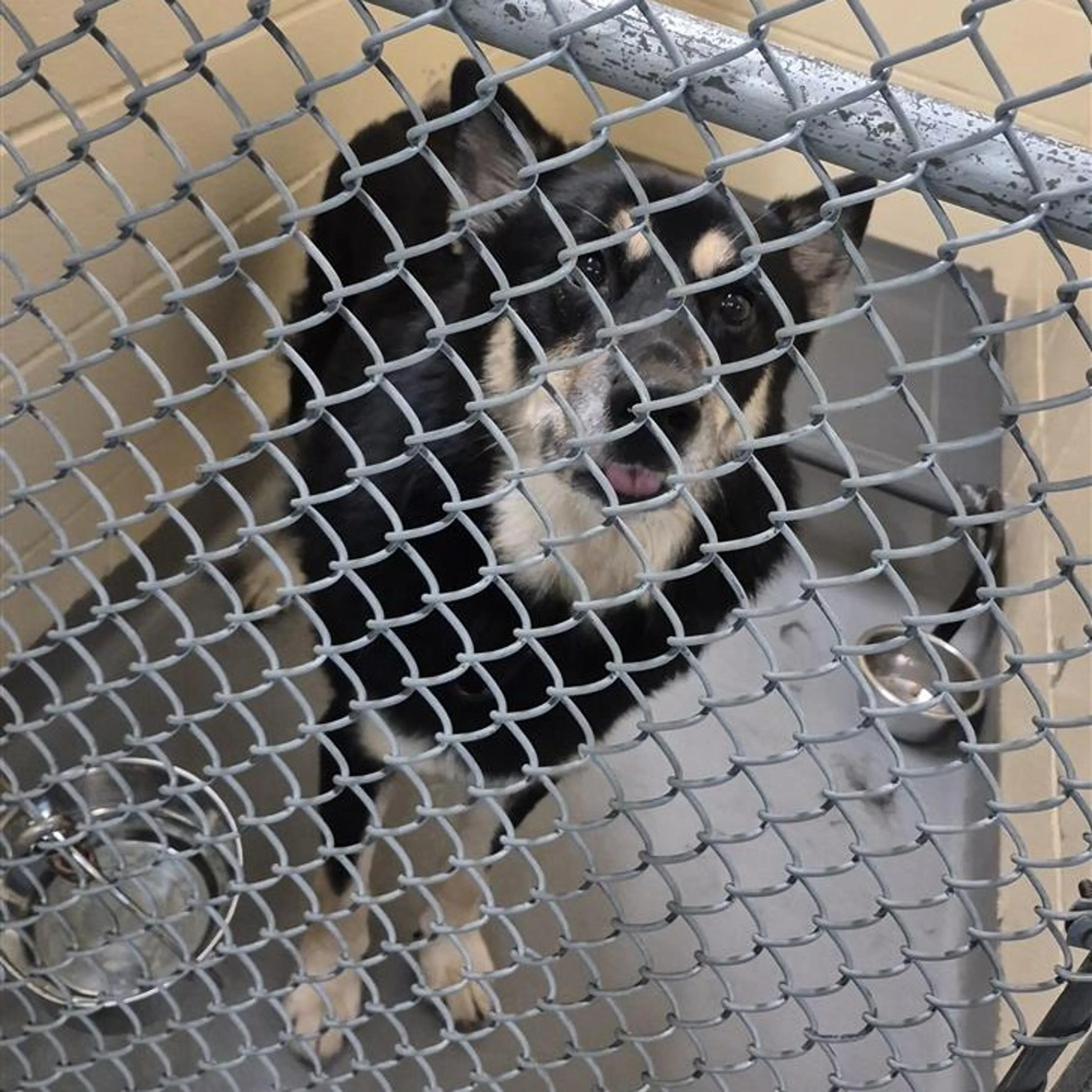 Found pet-1
