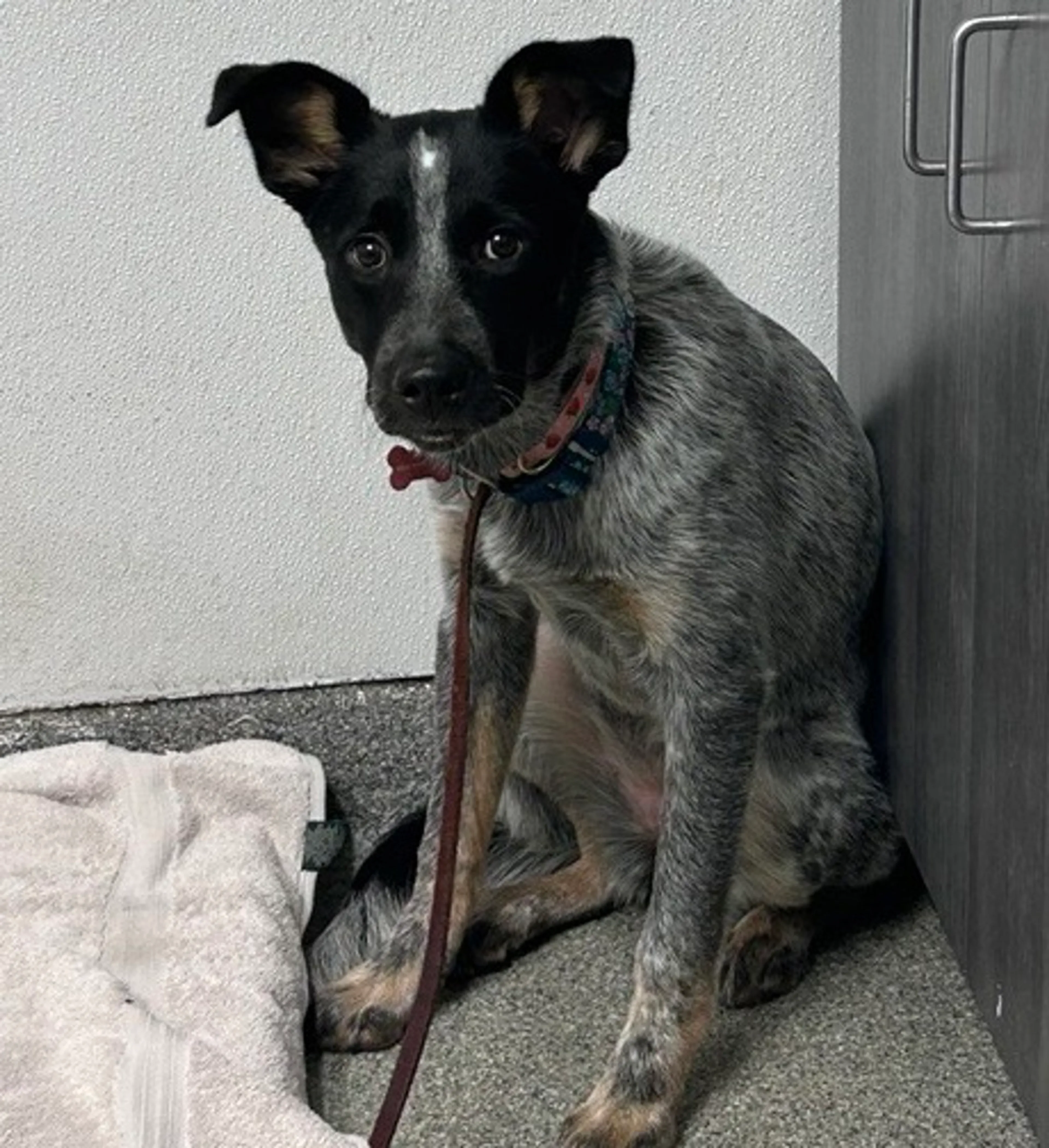 Found pet