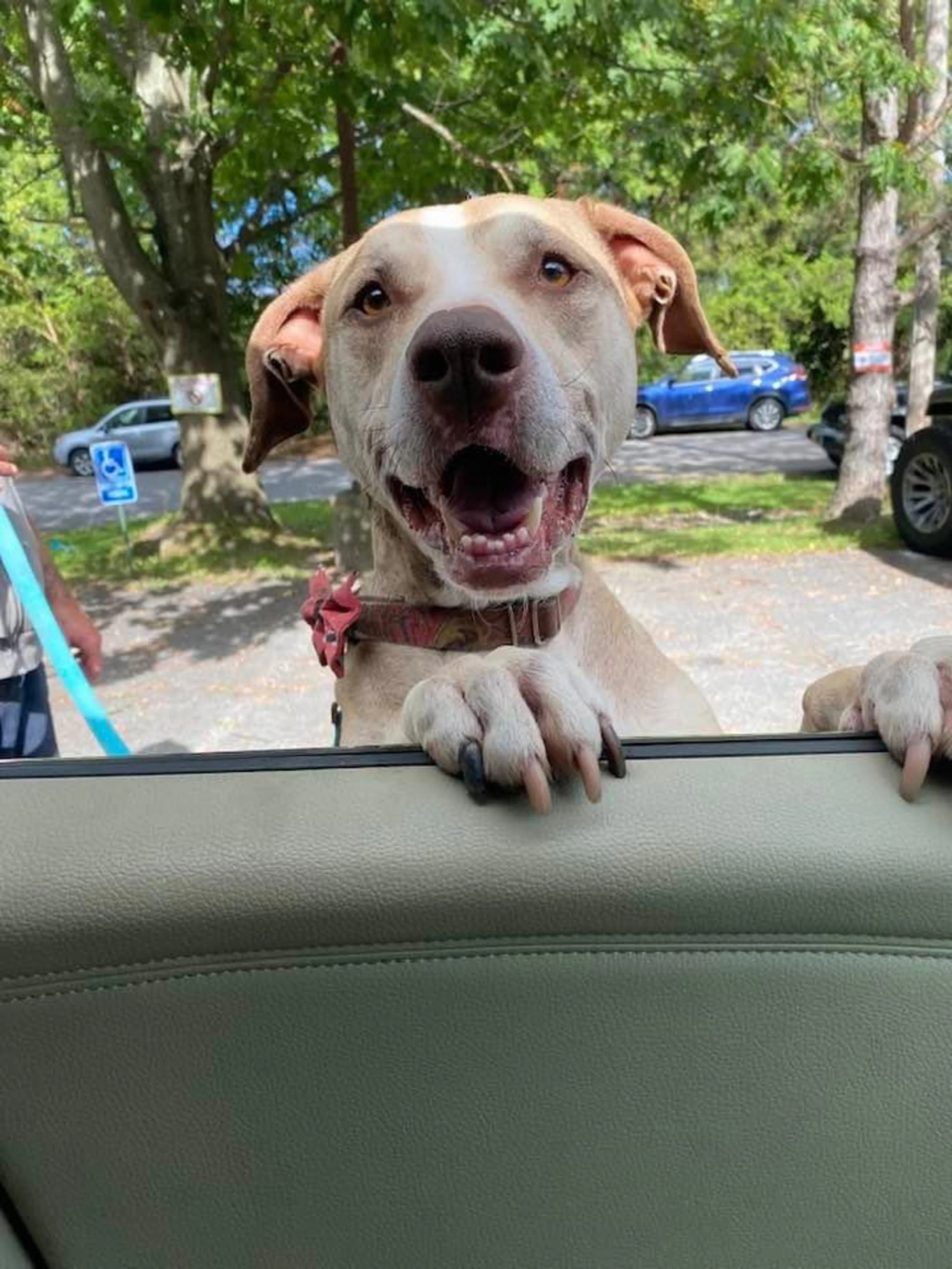 Found pet