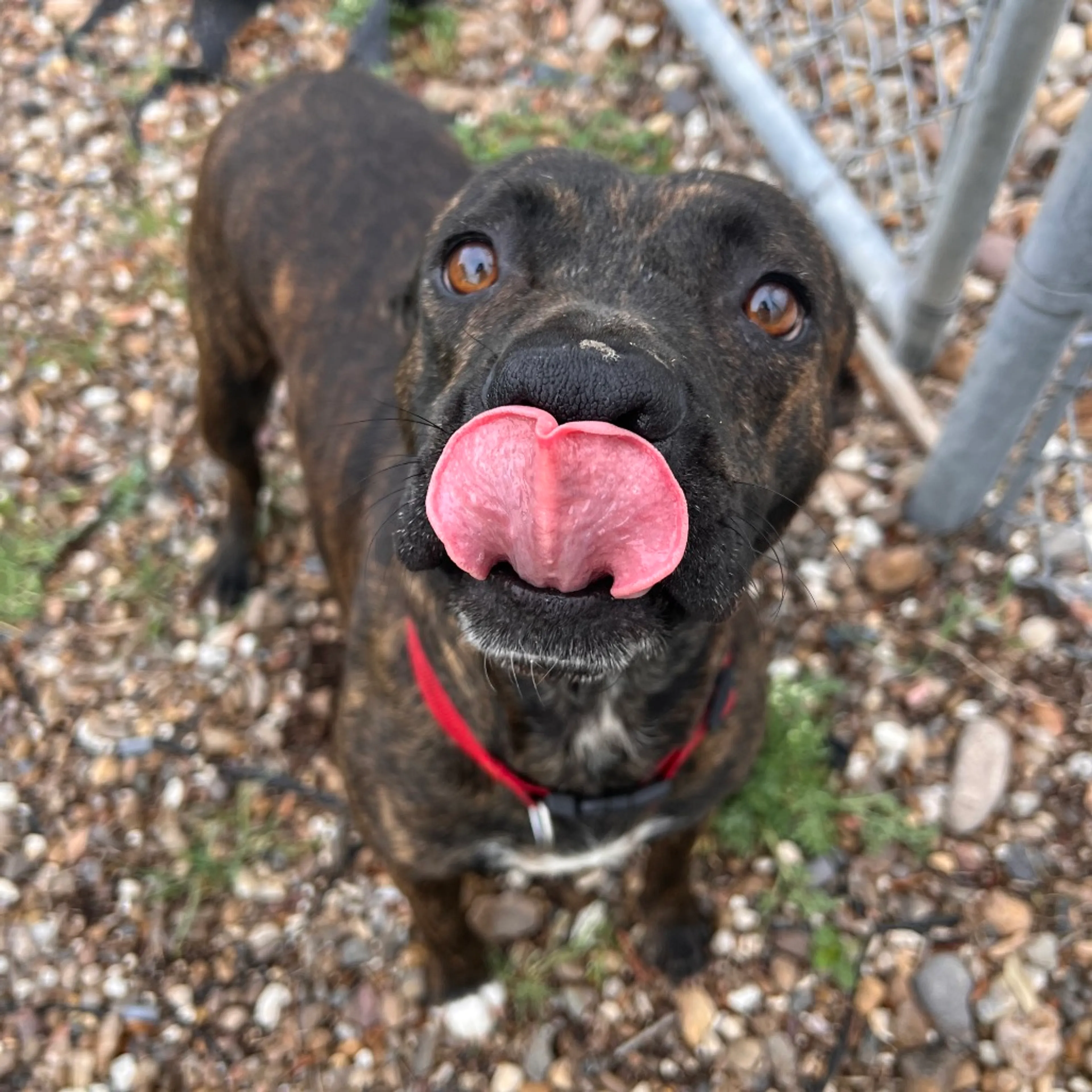 Found pet-7