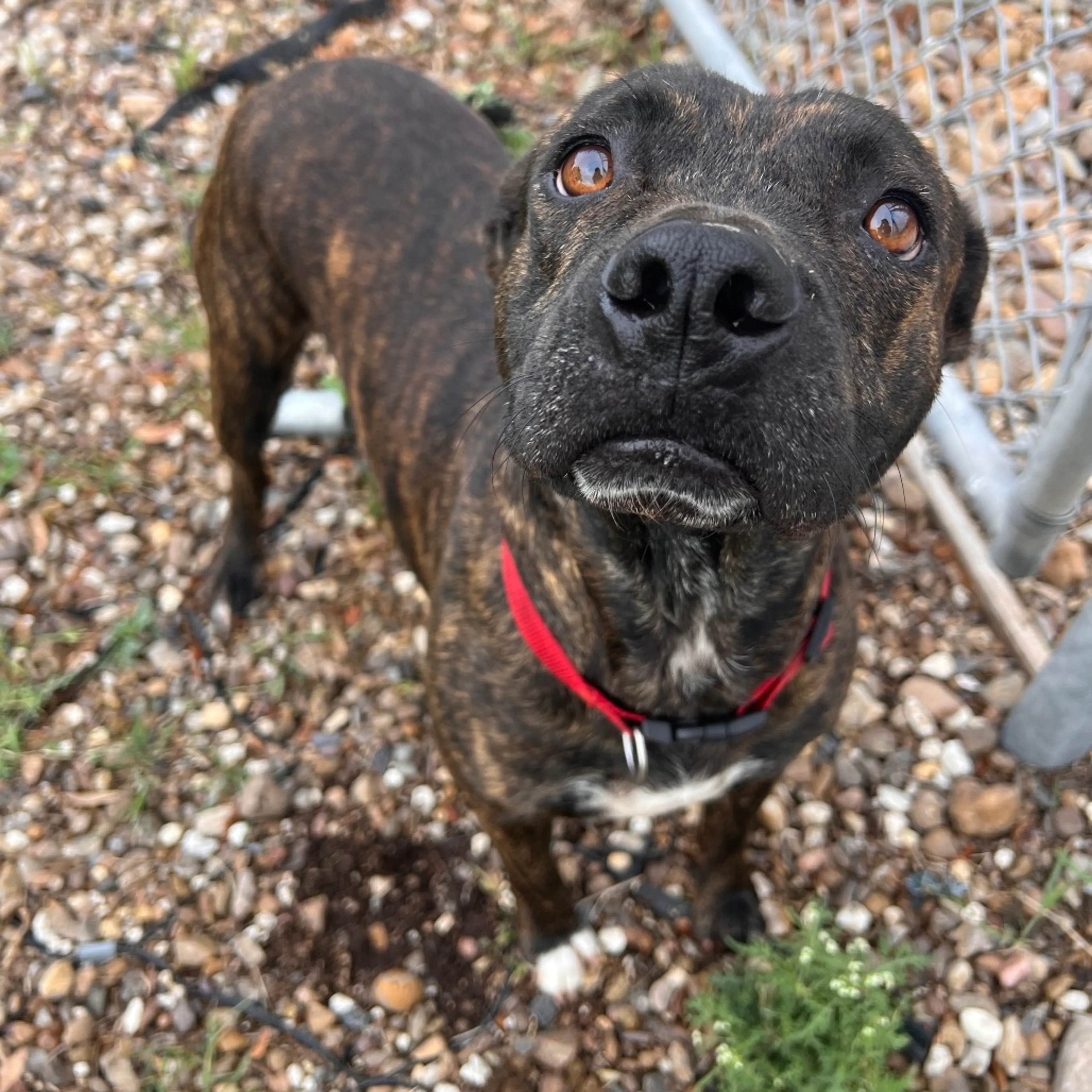 Found pet-8