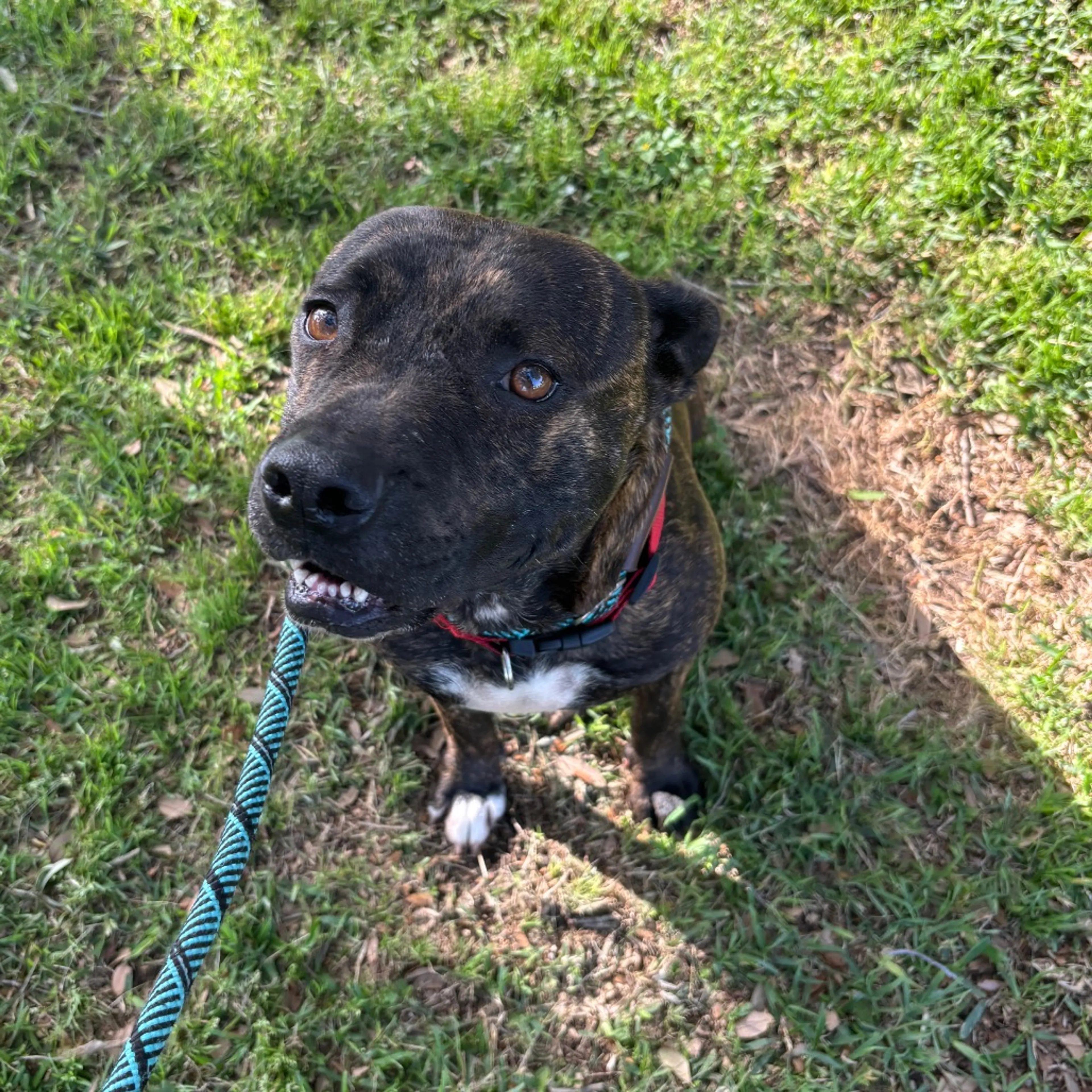 Found pet-2