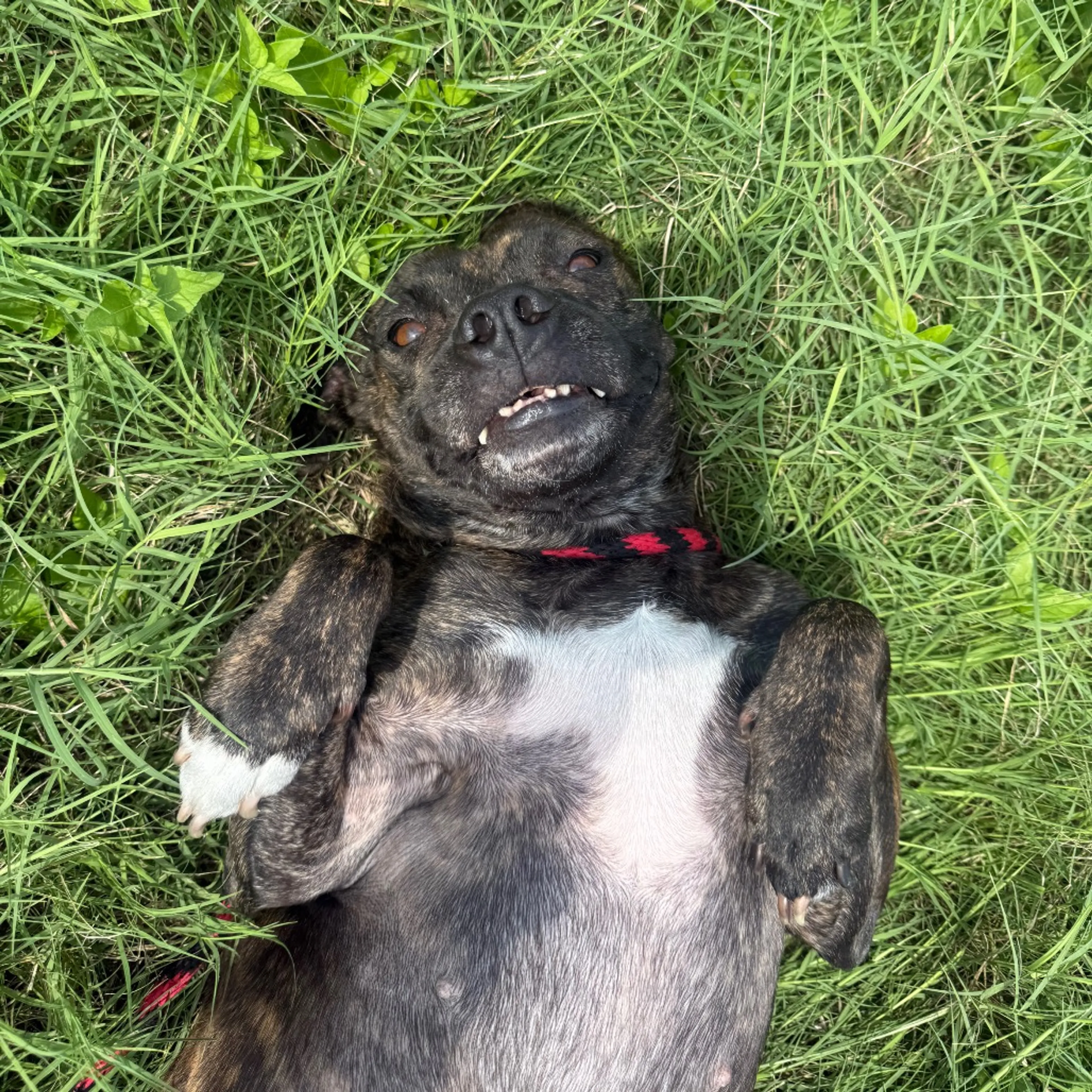 Found pet-0