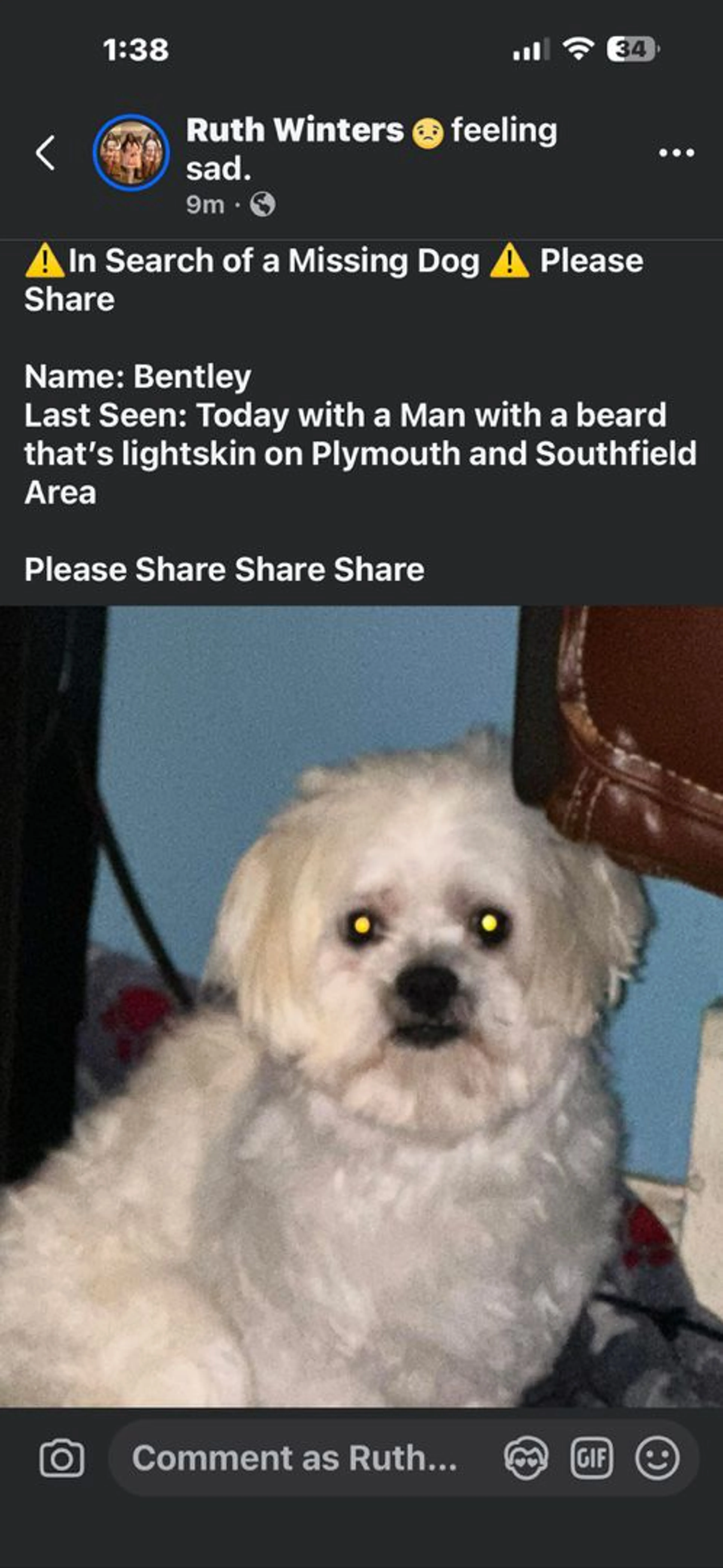 Lost pet