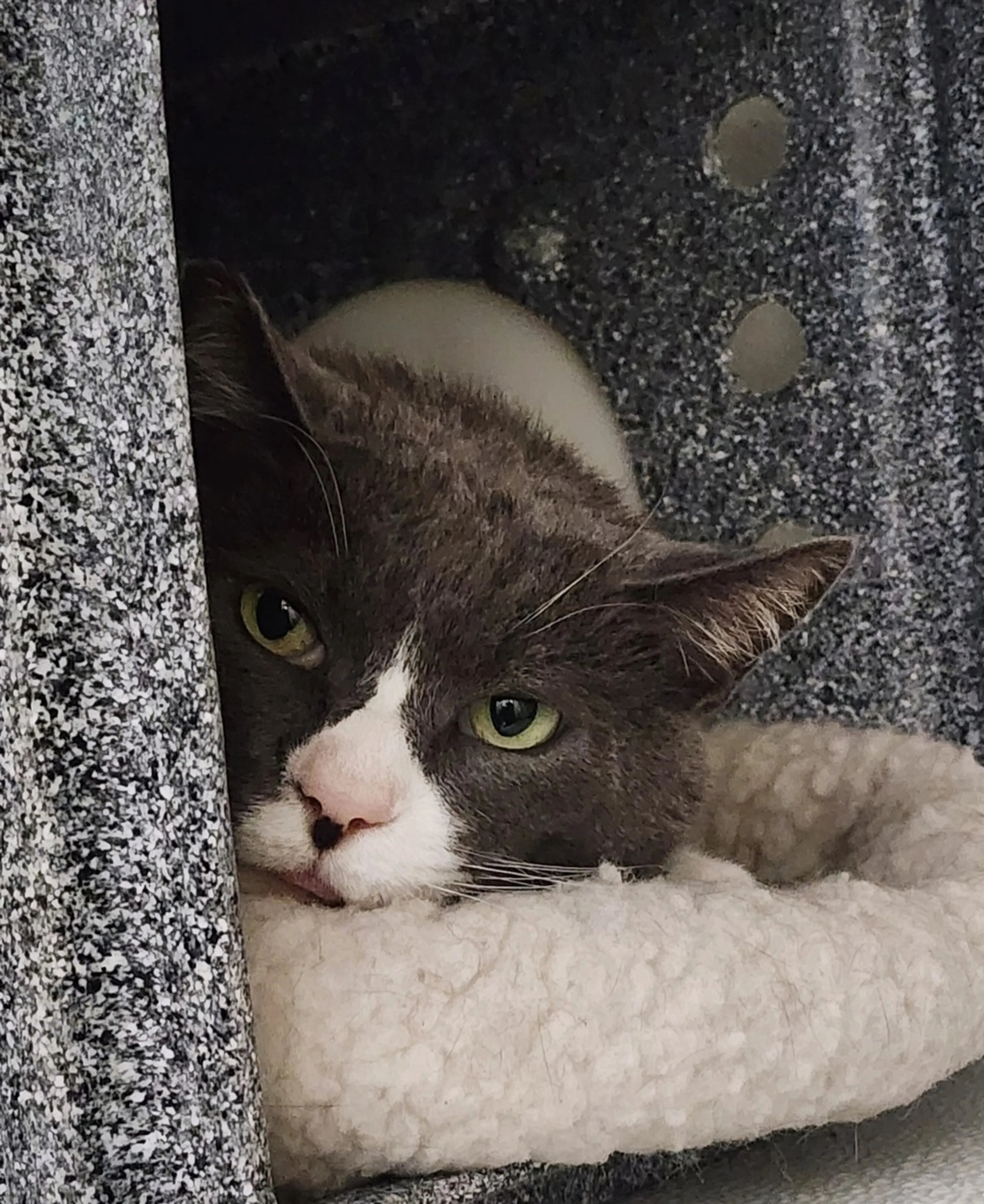 Found pet-7