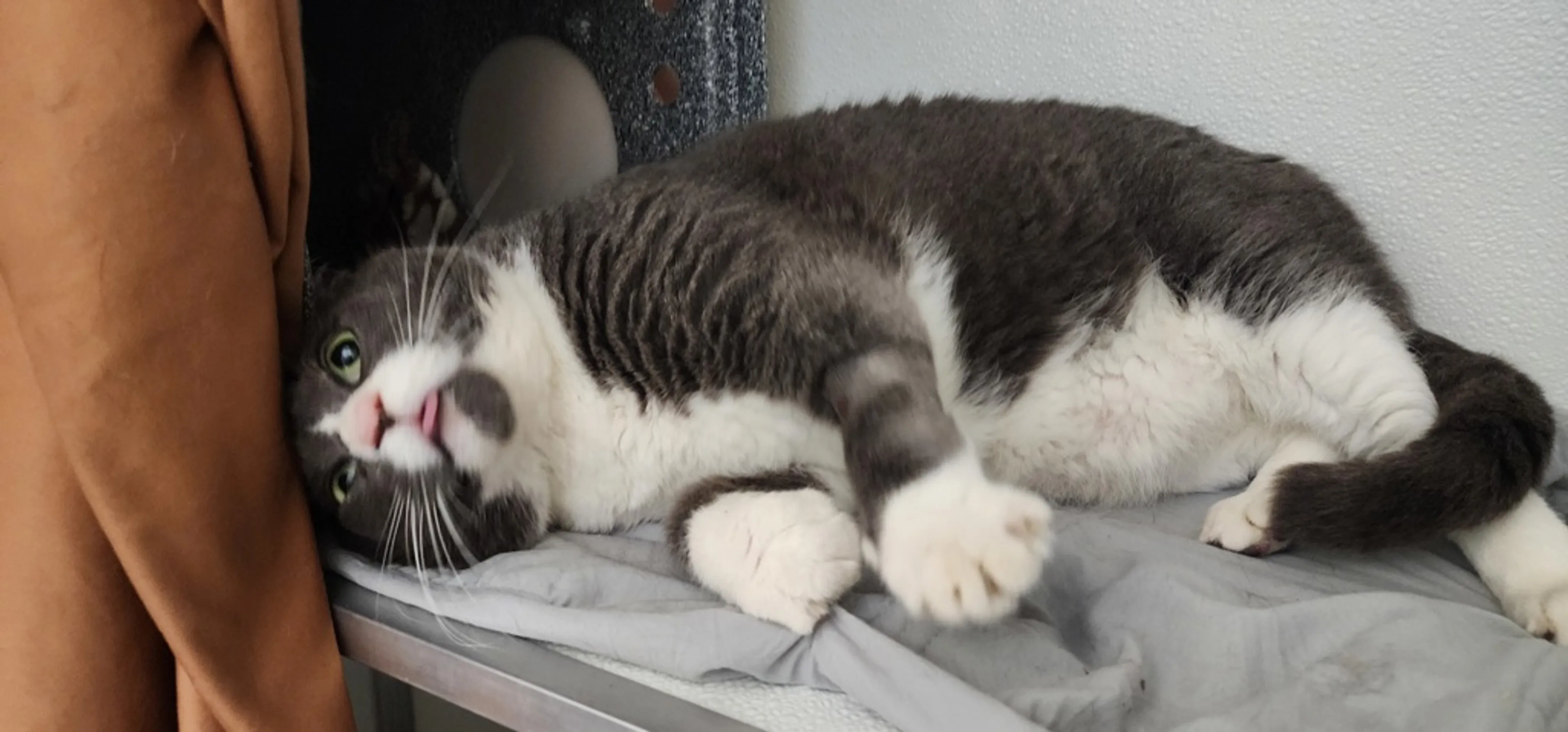 Found pet-3