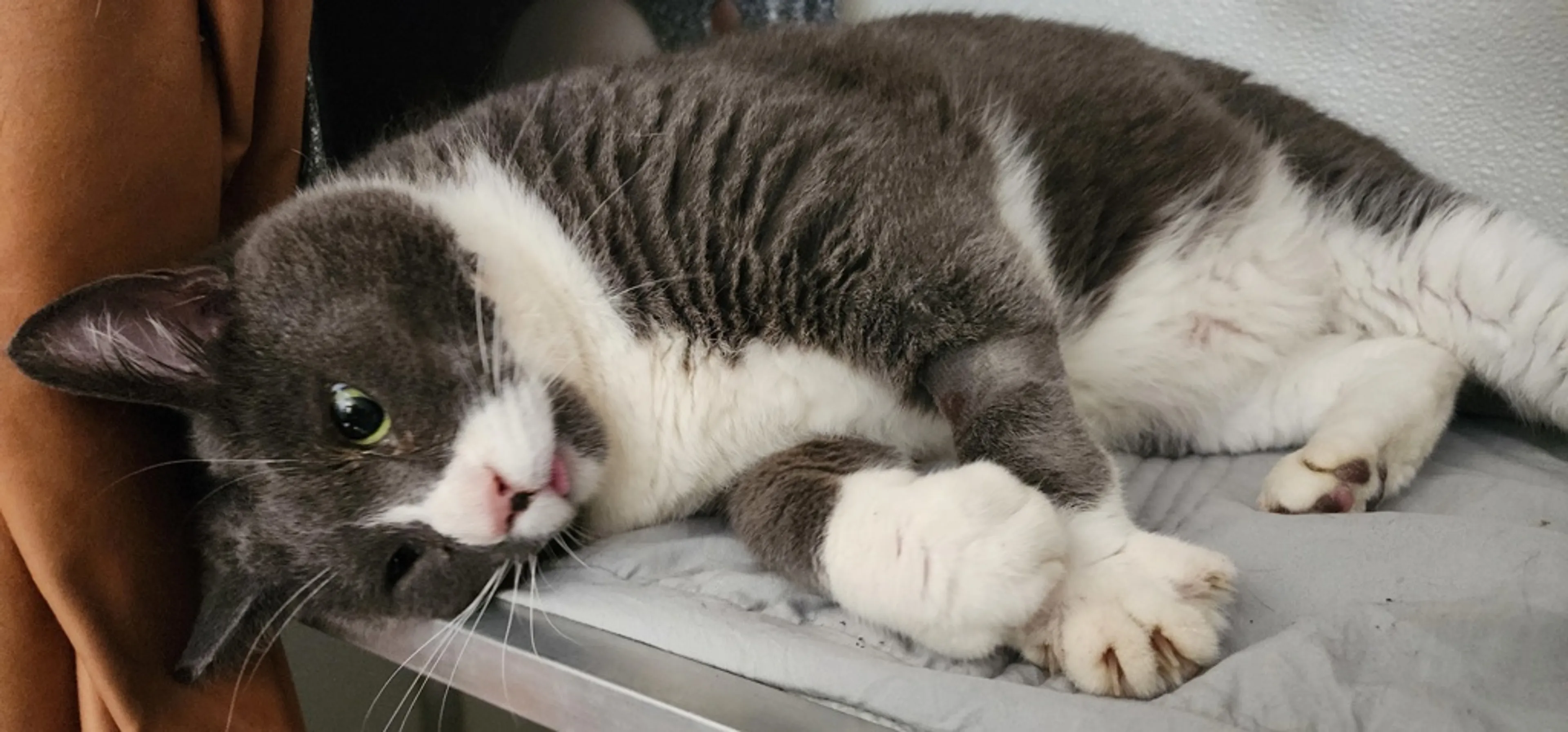 Found pet-2