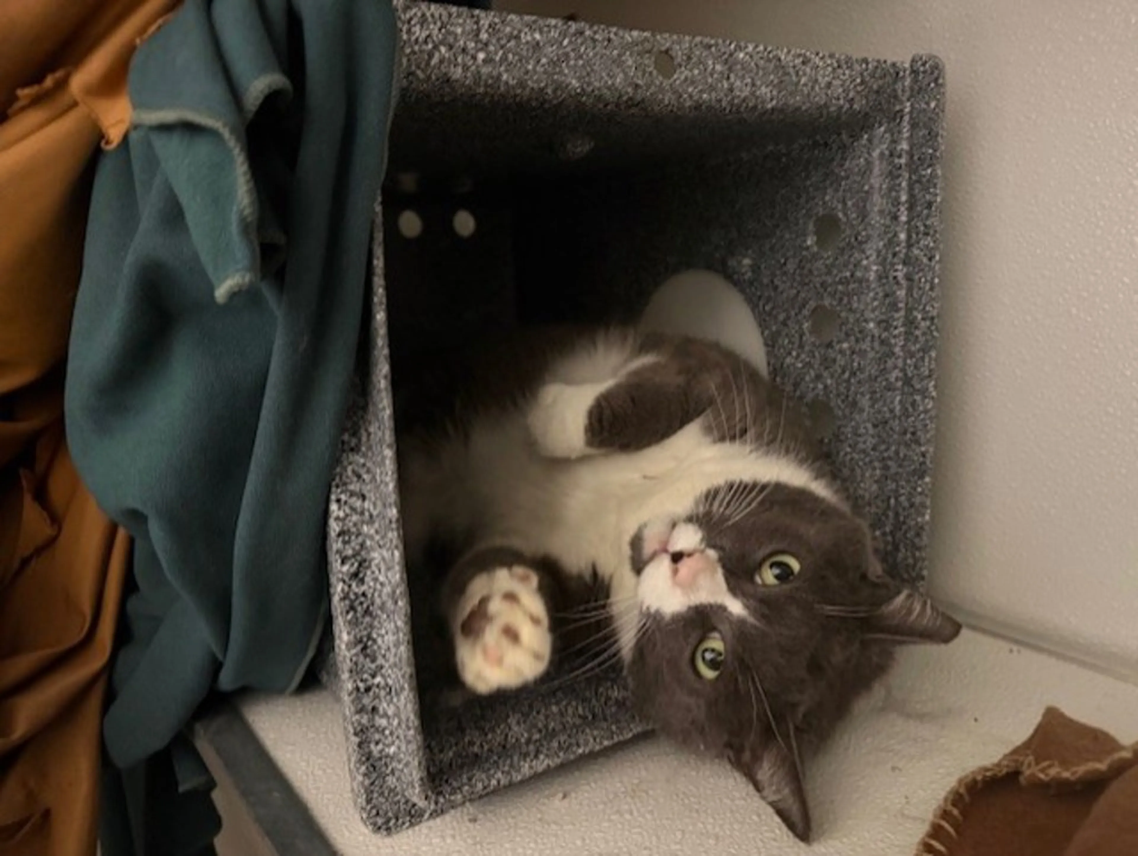 Found pet-8