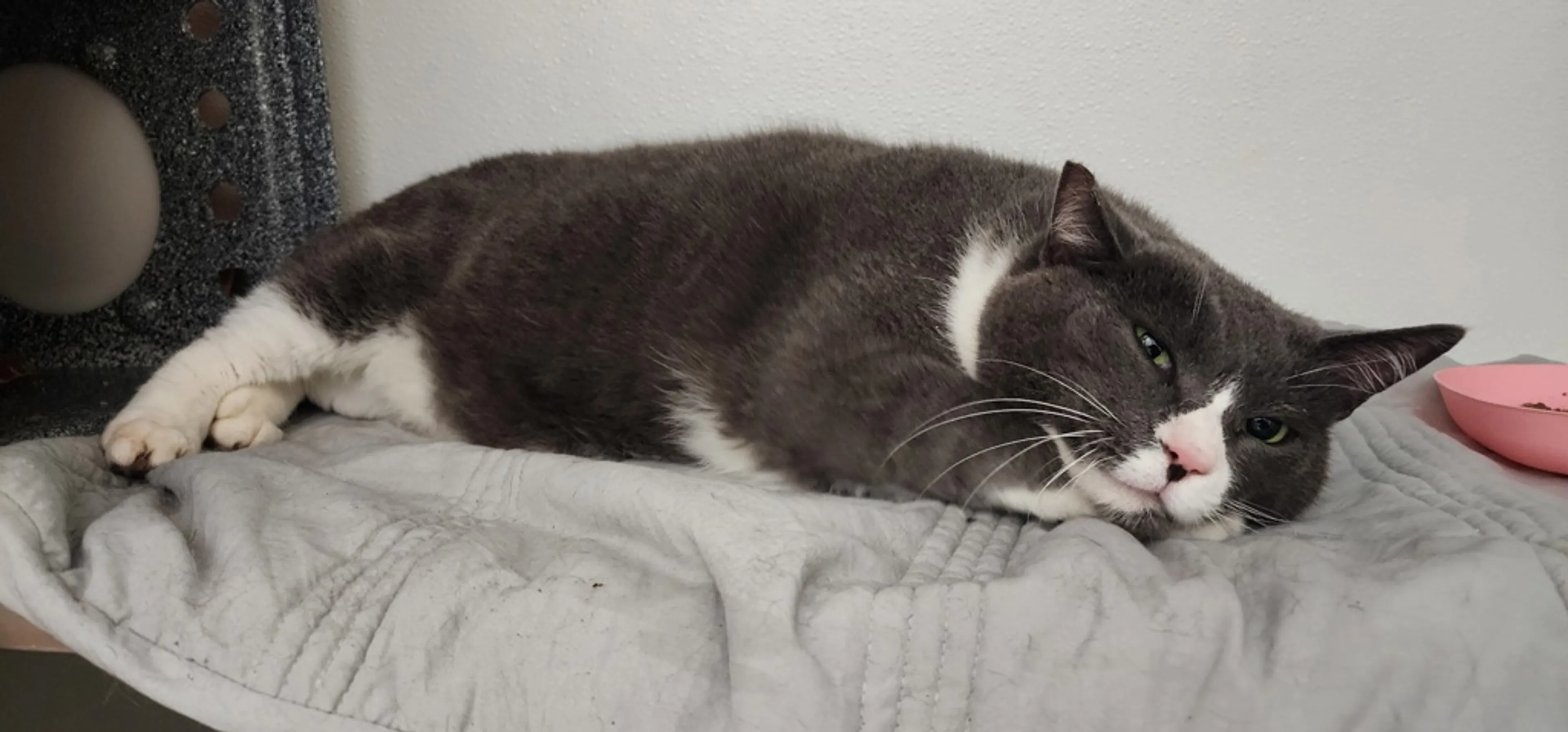 Found pet-5