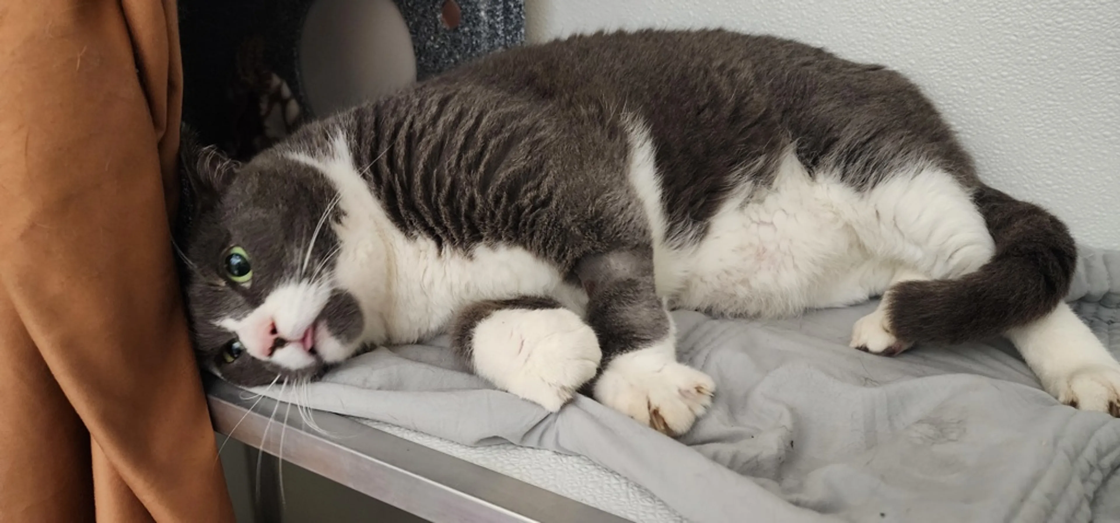 Found pet-4
