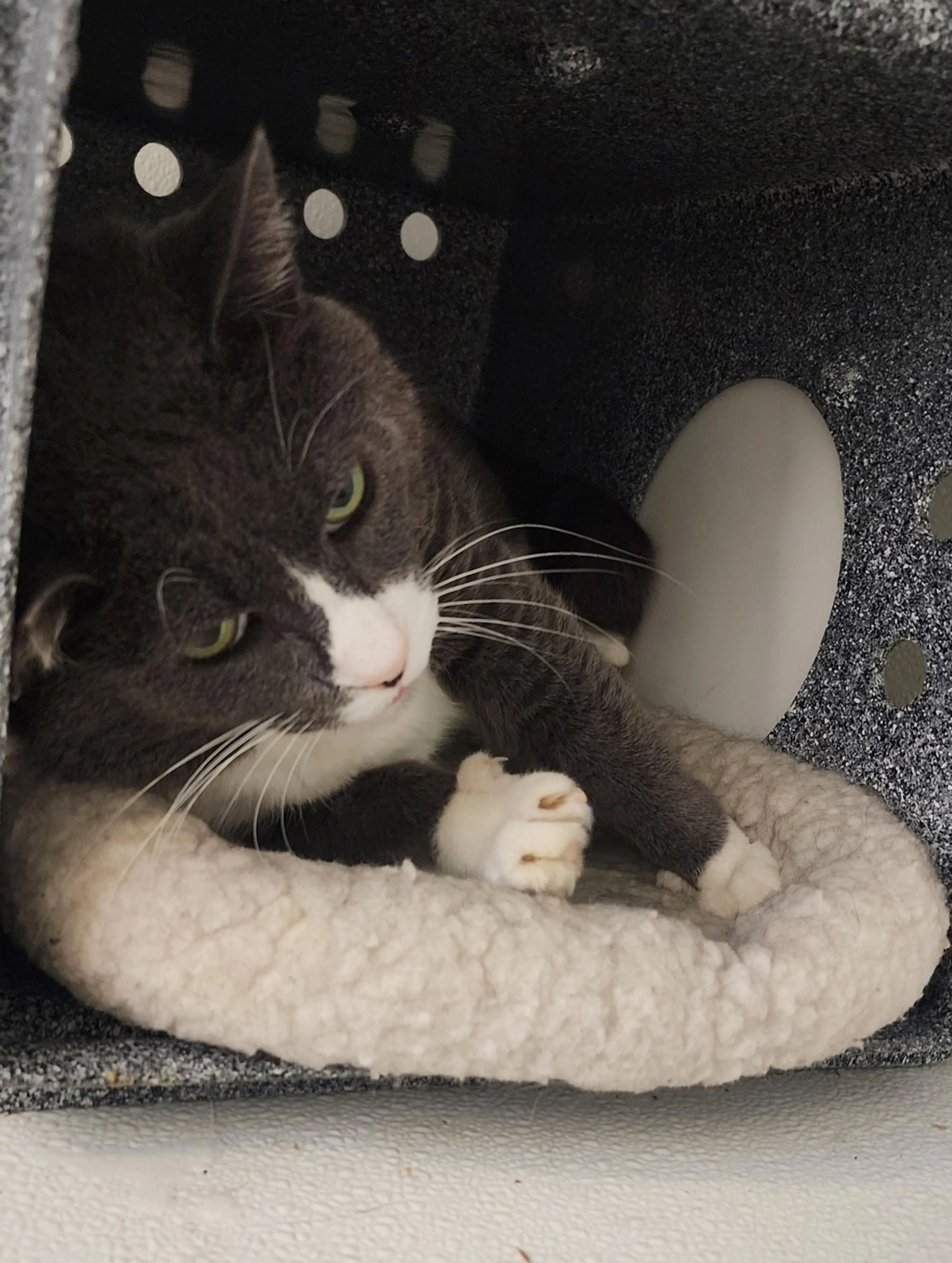 Found pet-6