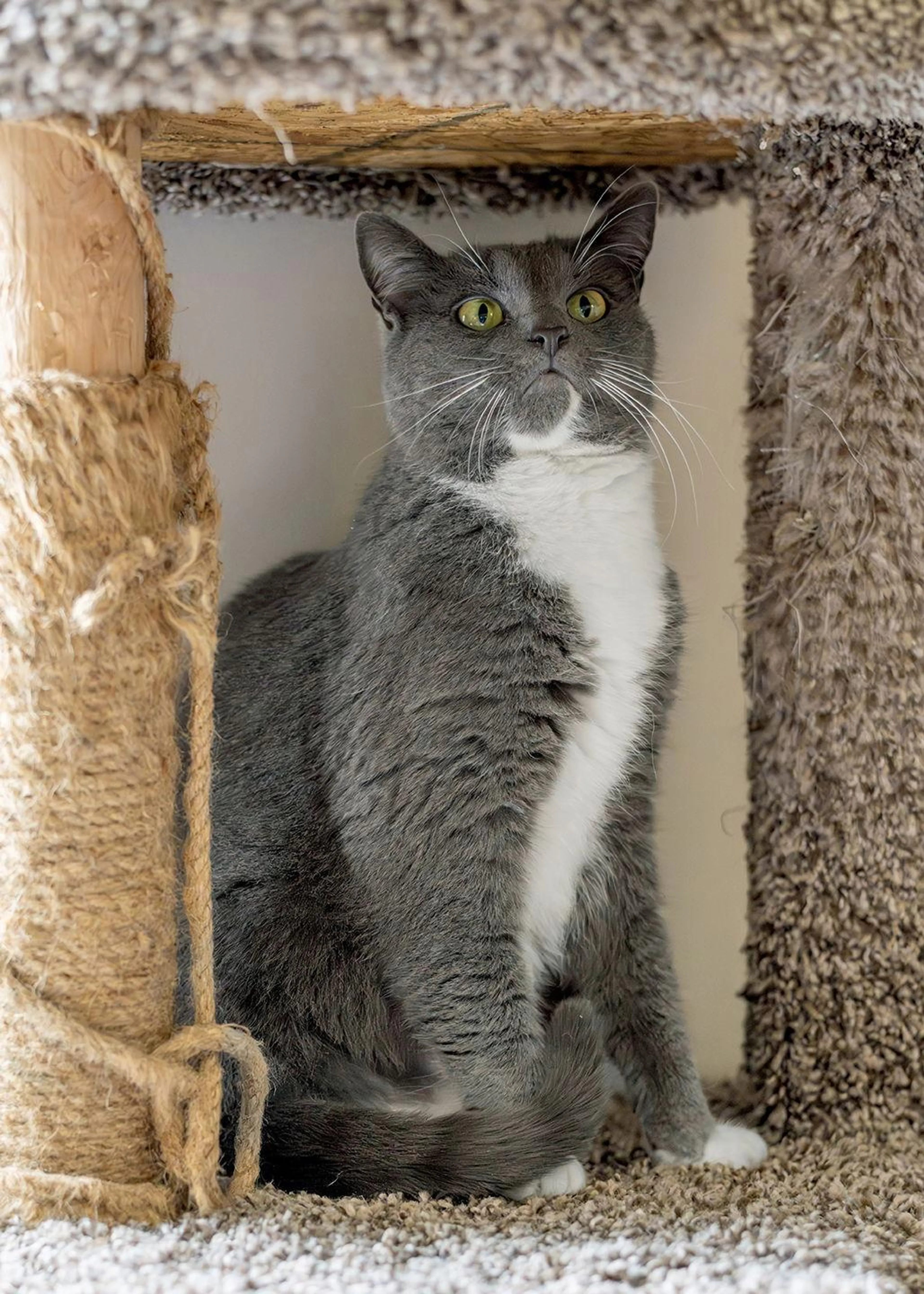 Found pet-1