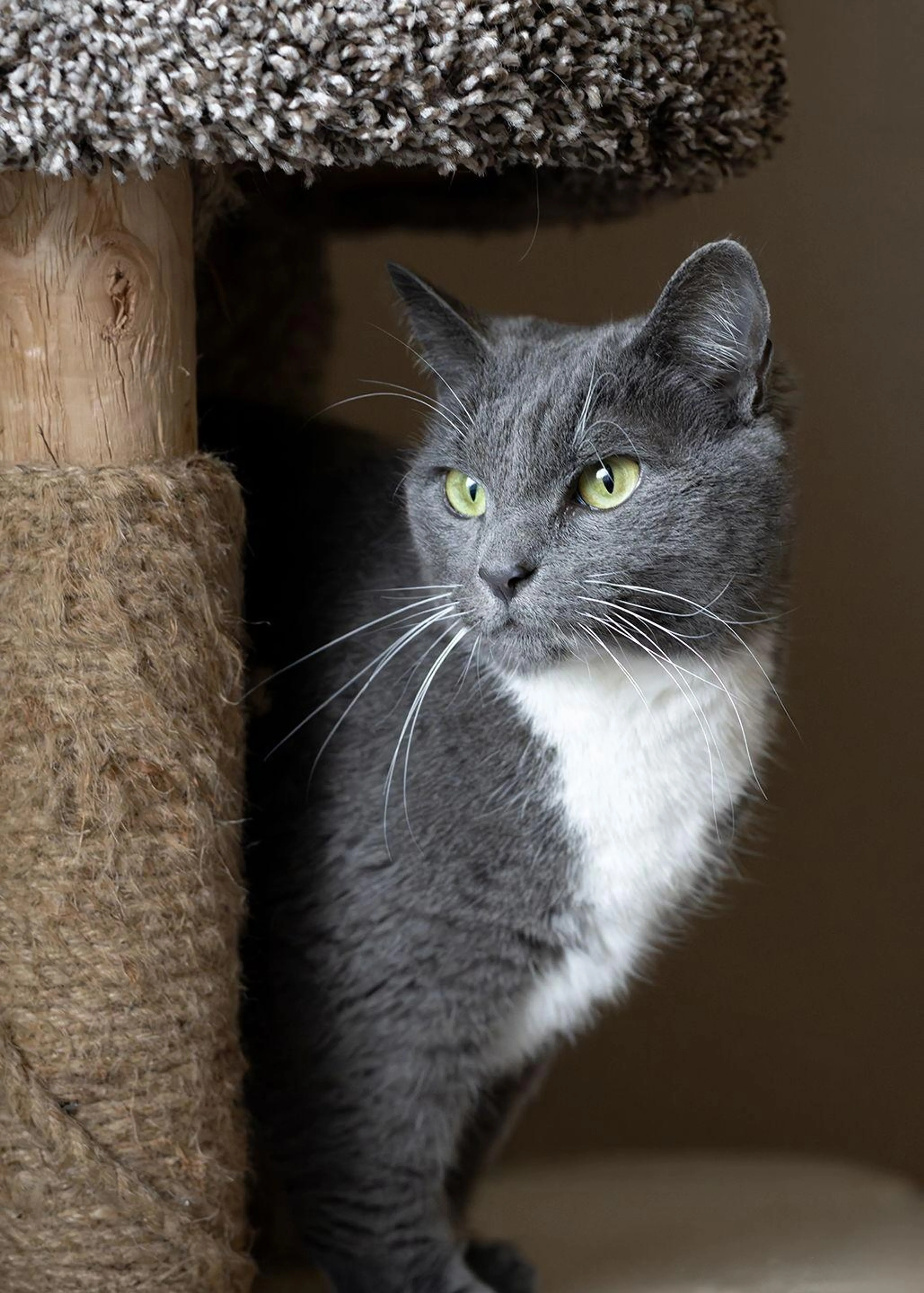 Found pet-2