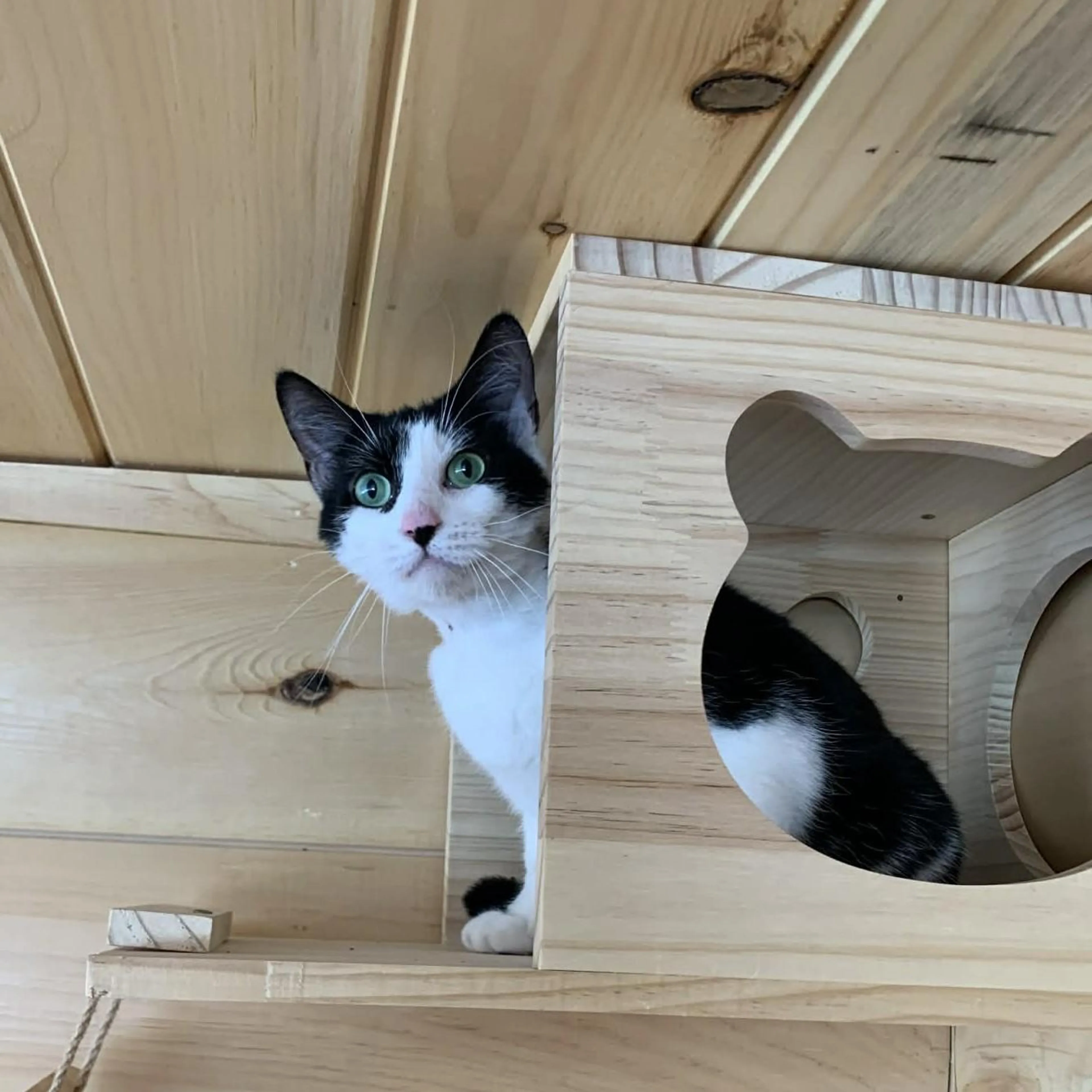Found pet-0