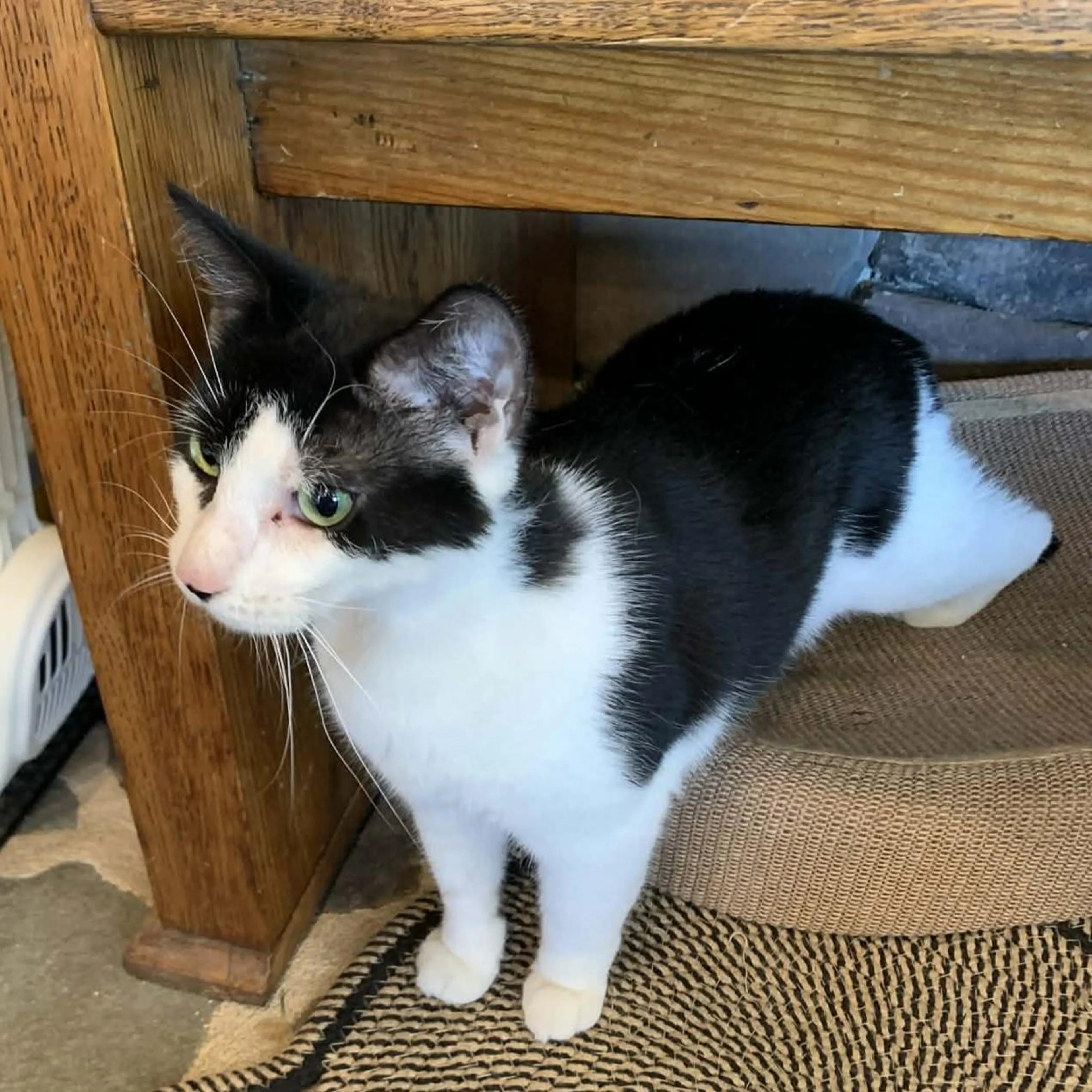 Found pet-3