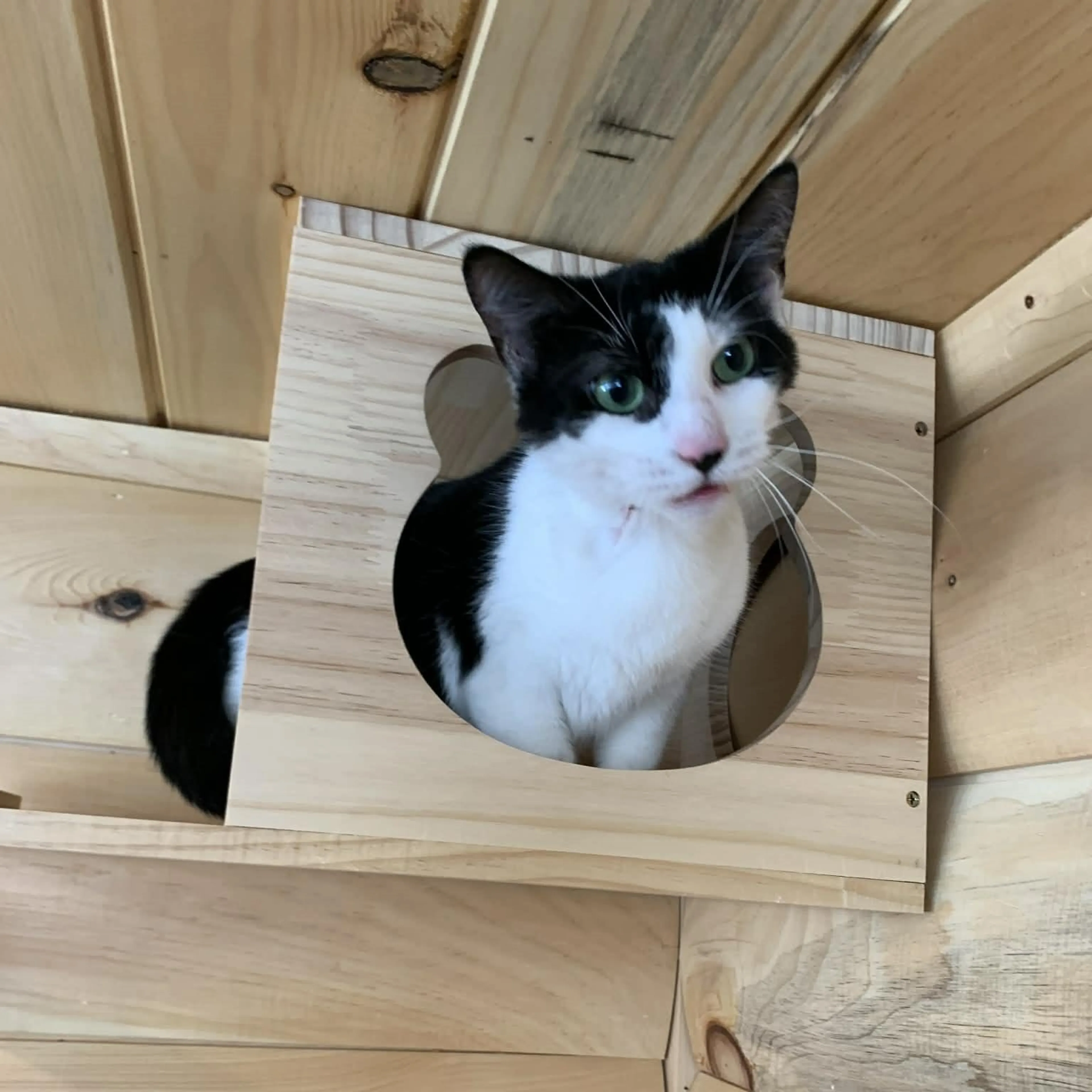 Found pet-5