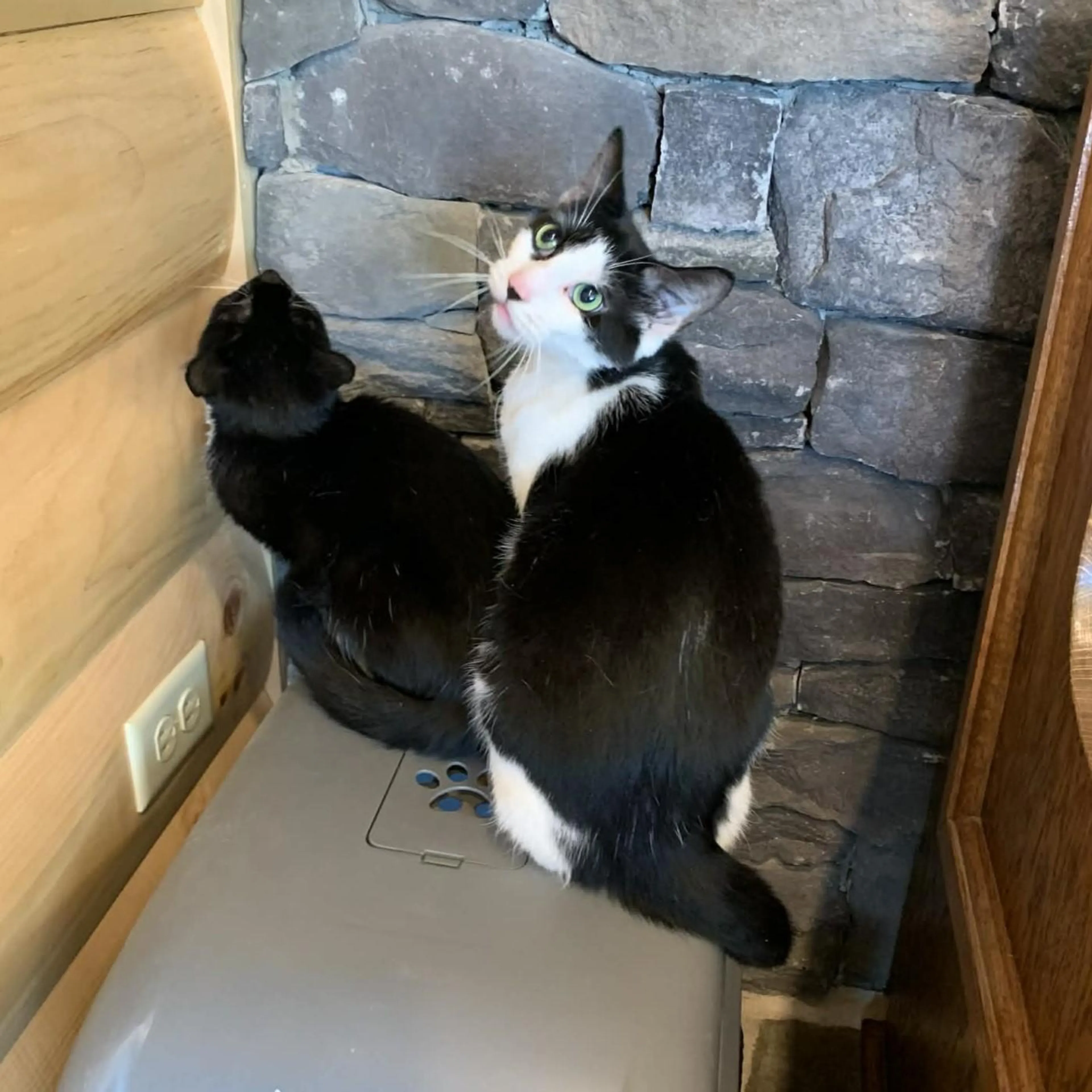 Found pet-4