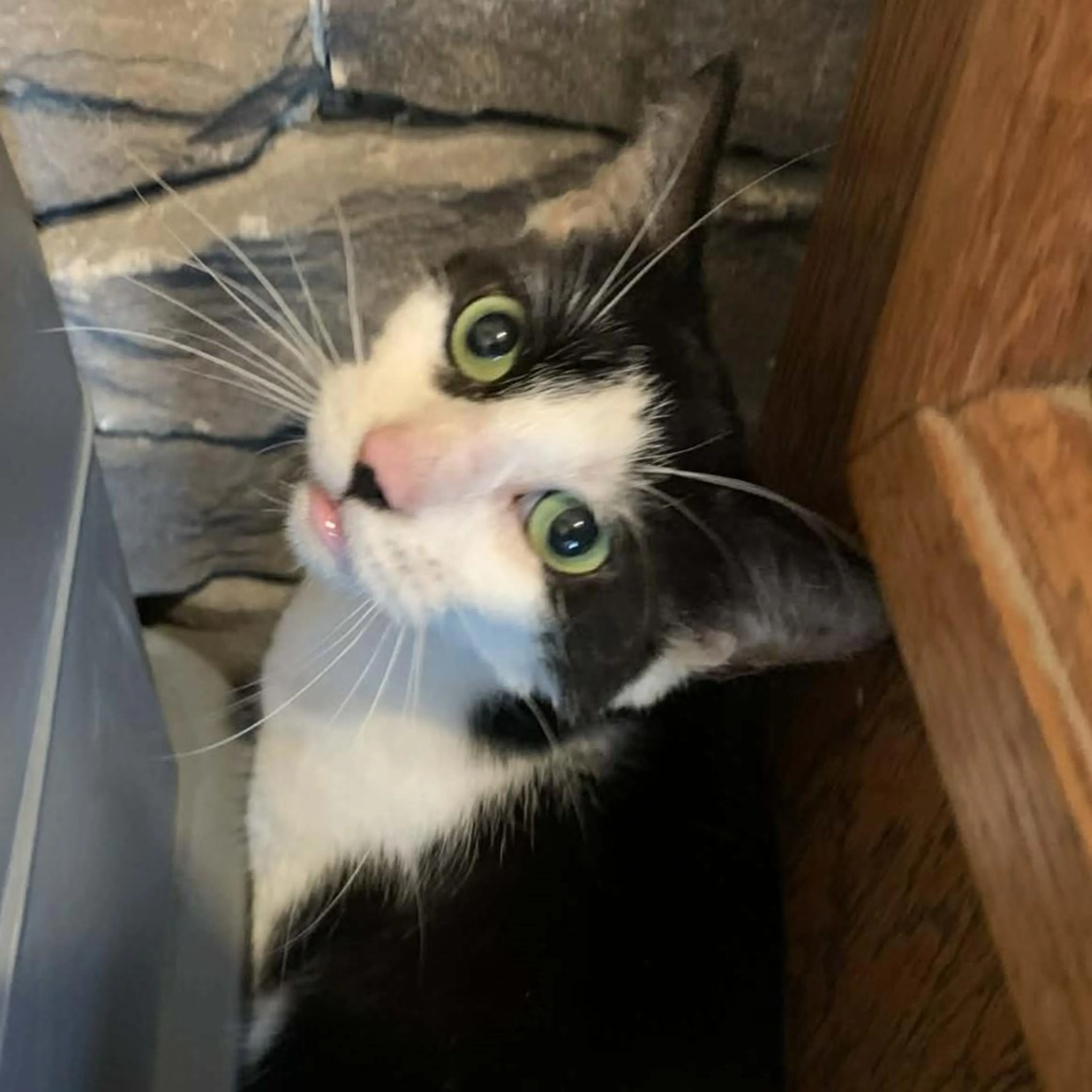 Found pet-1