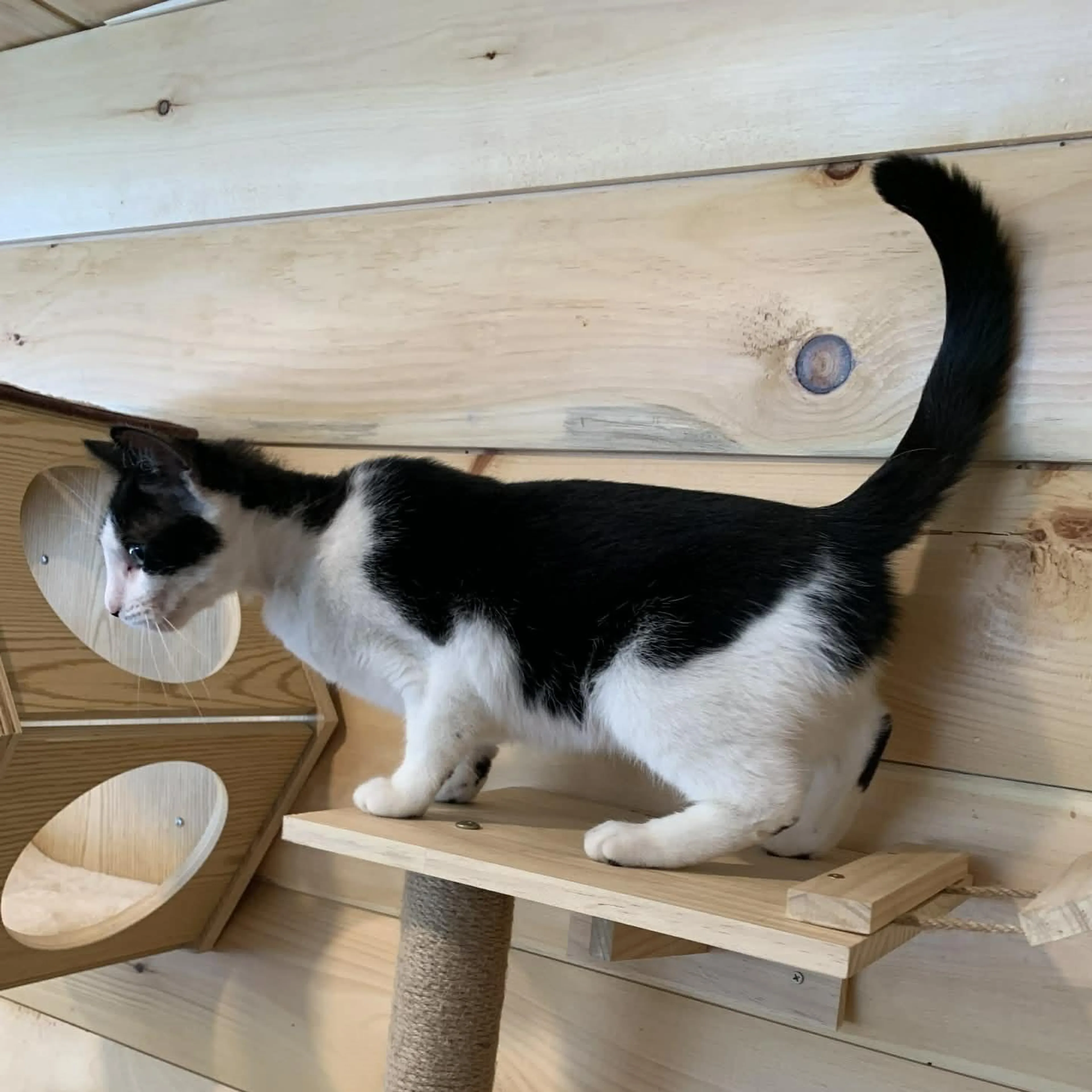 Found pet-2