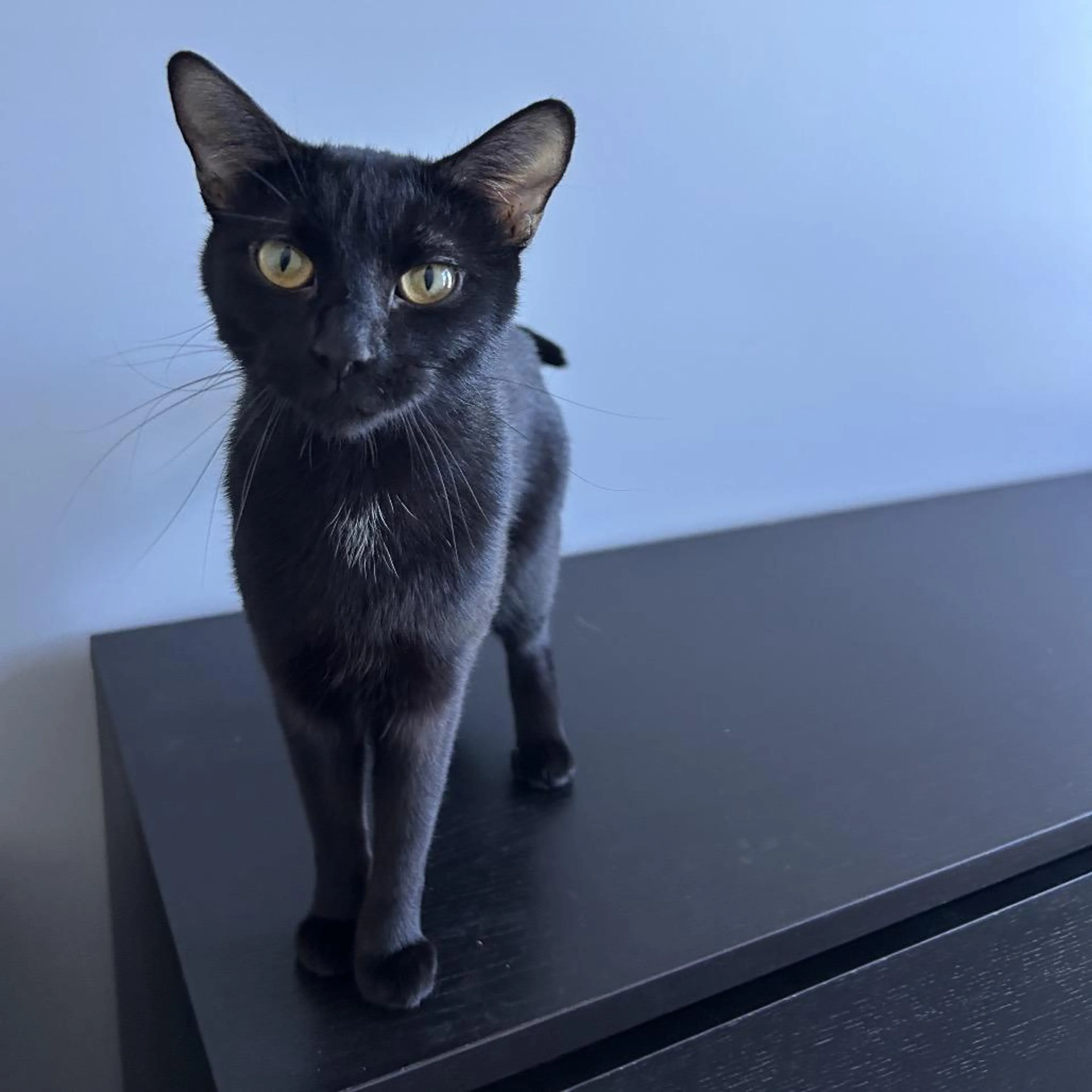 Found pet-3