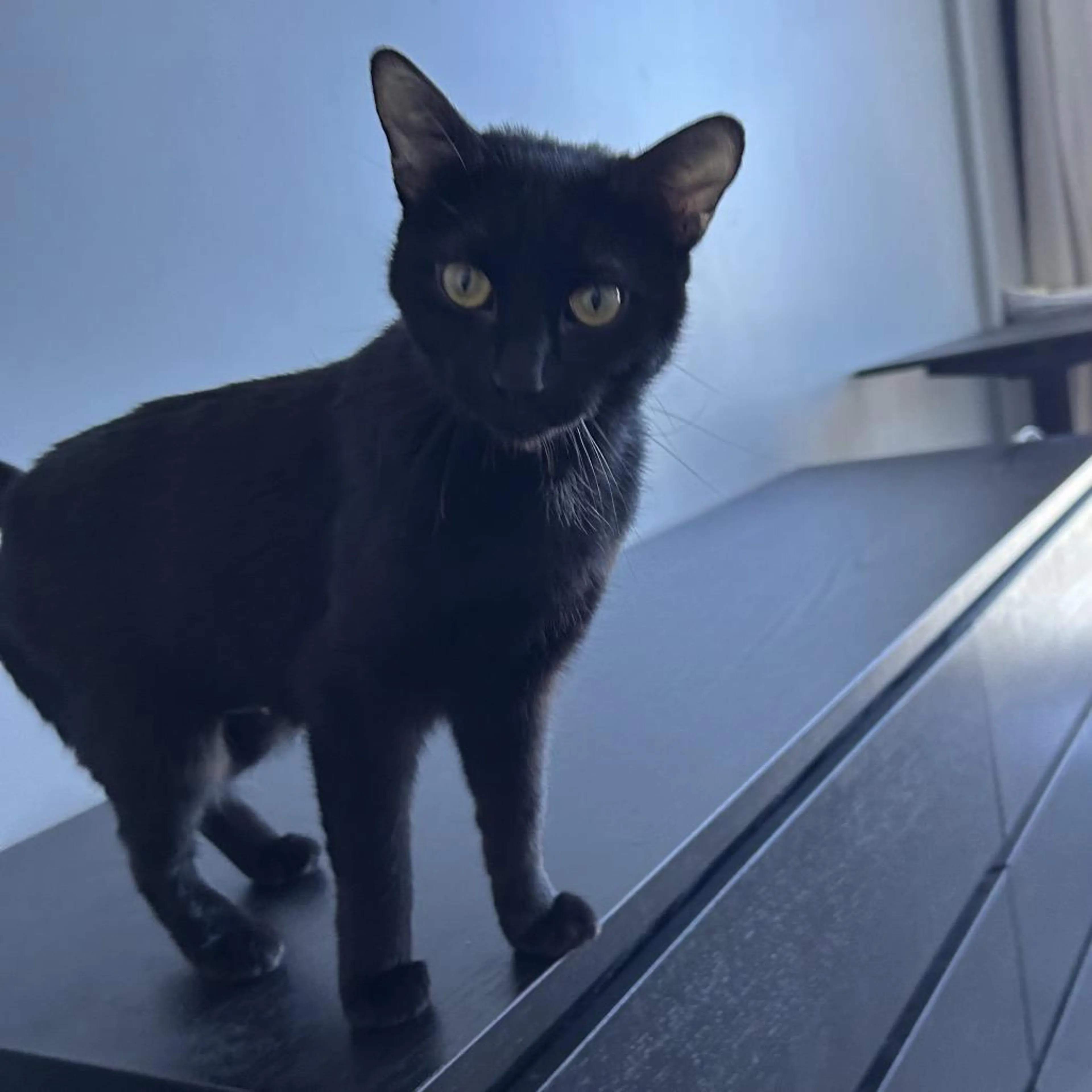 Found pet-1