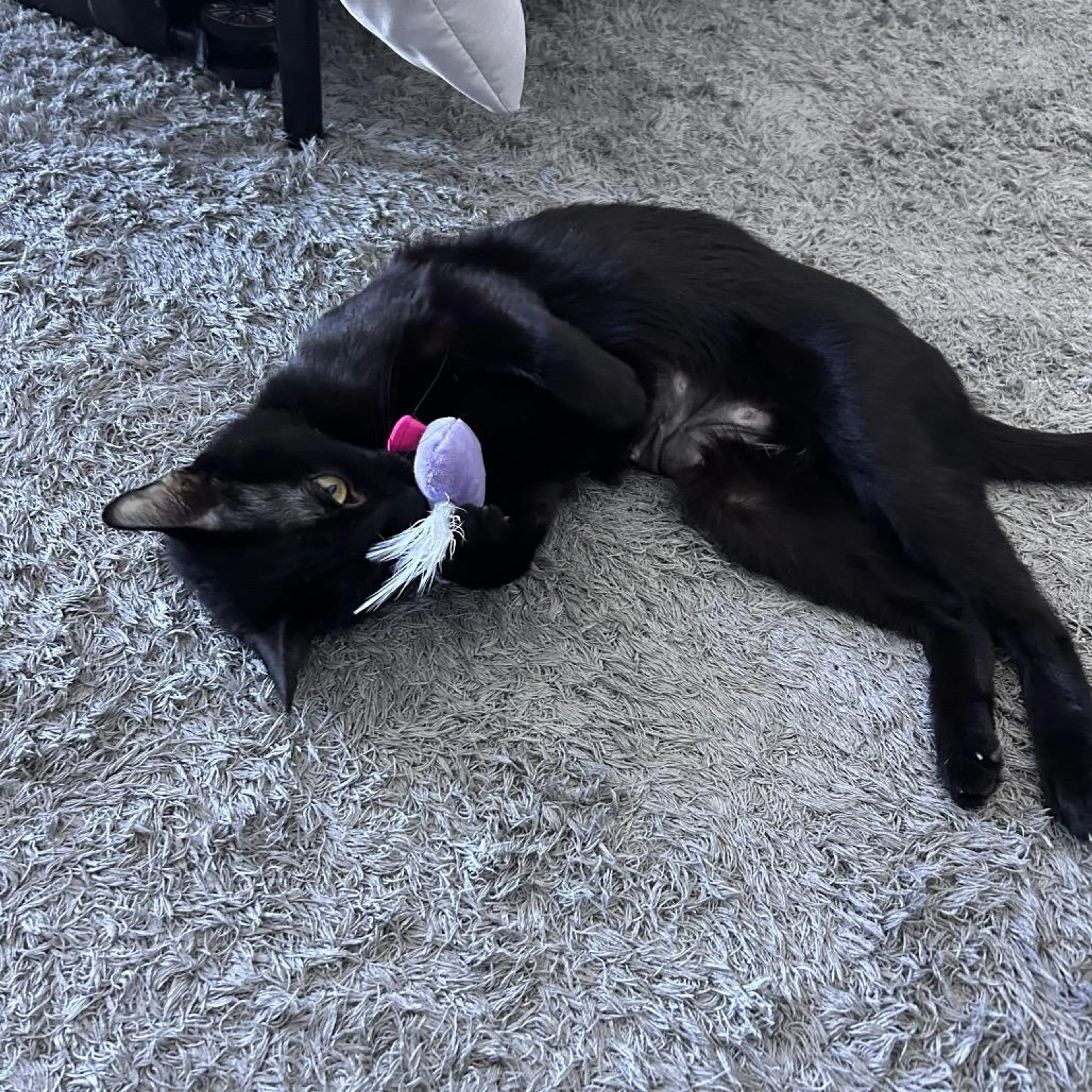 Found pet-2