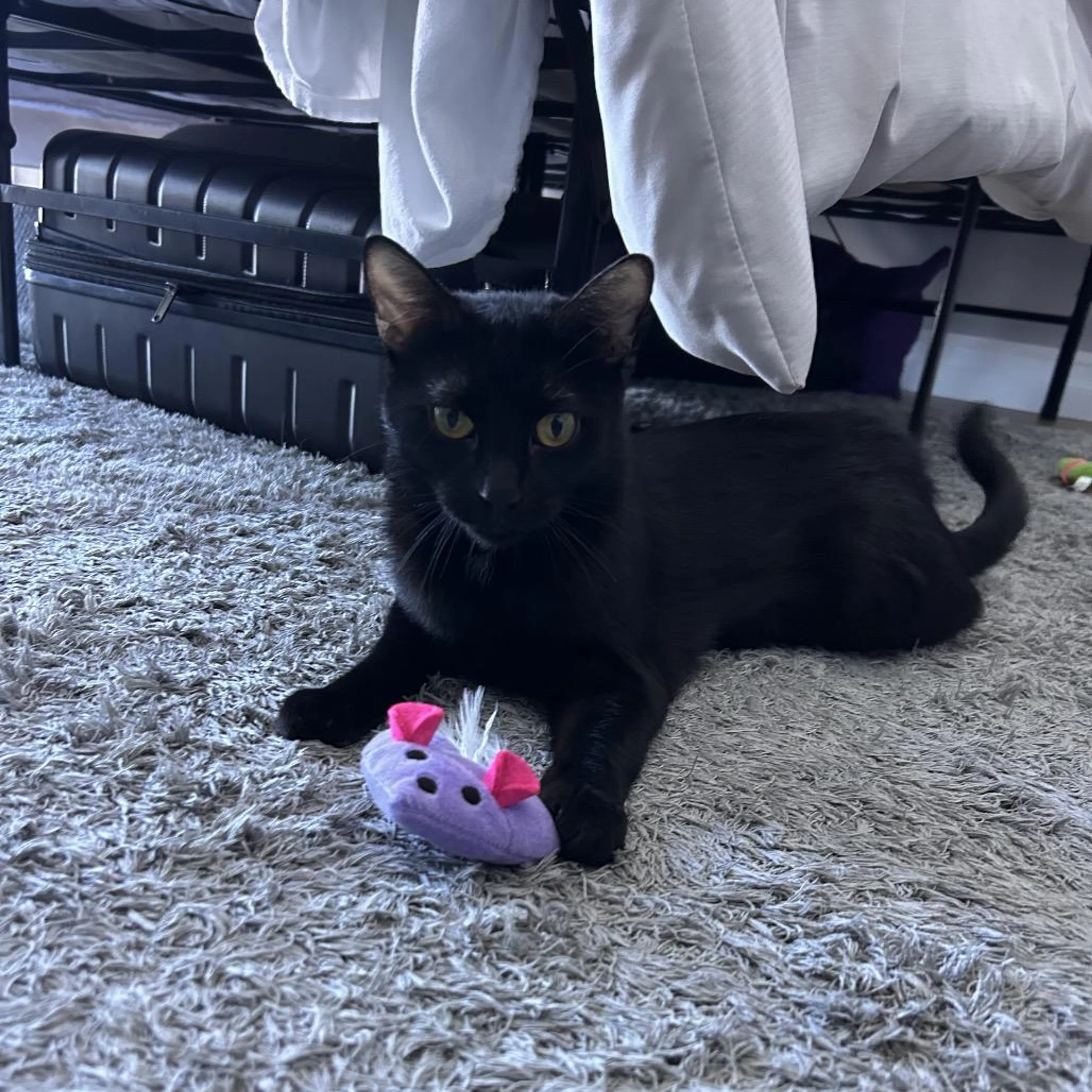 Found pet-0