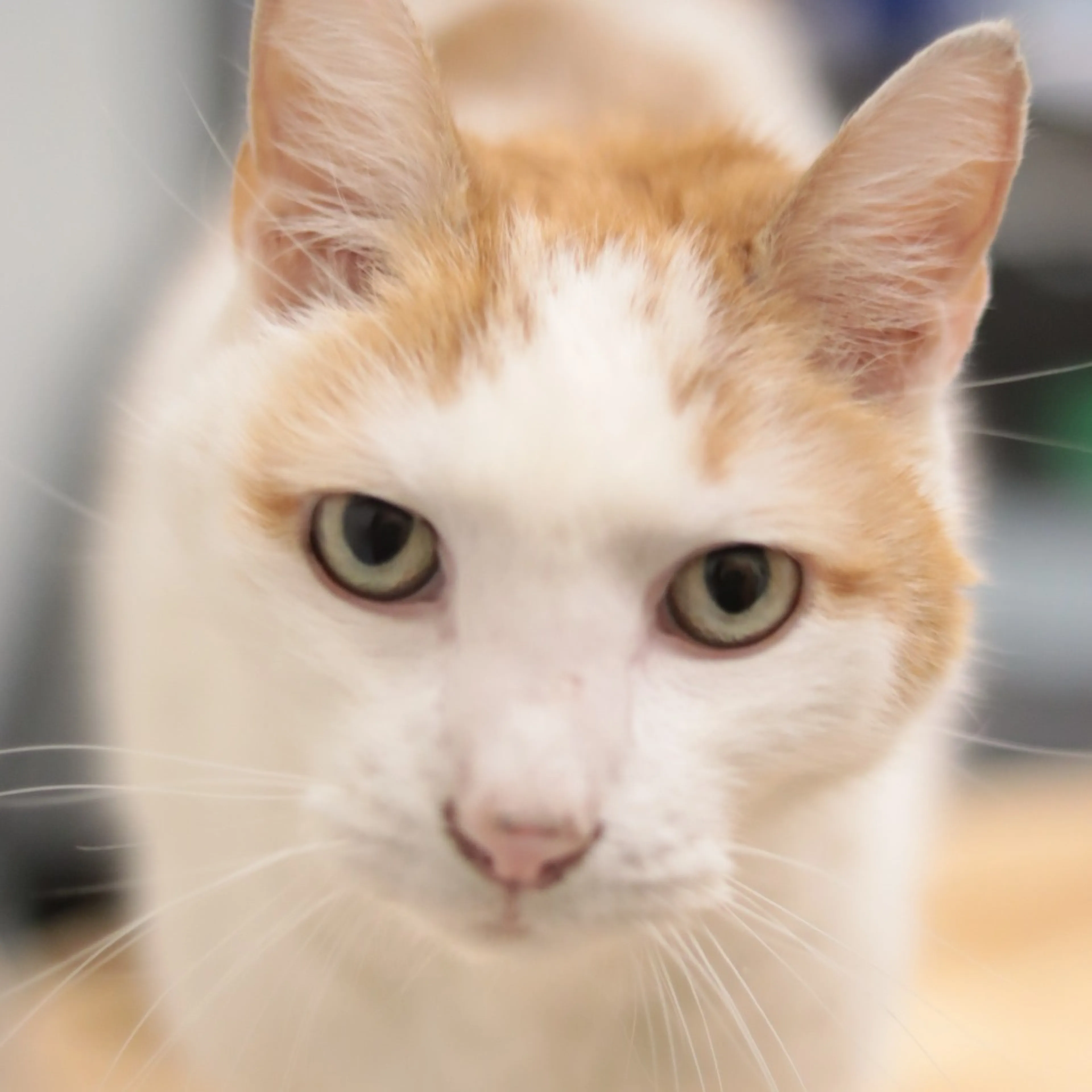 Found pet-4