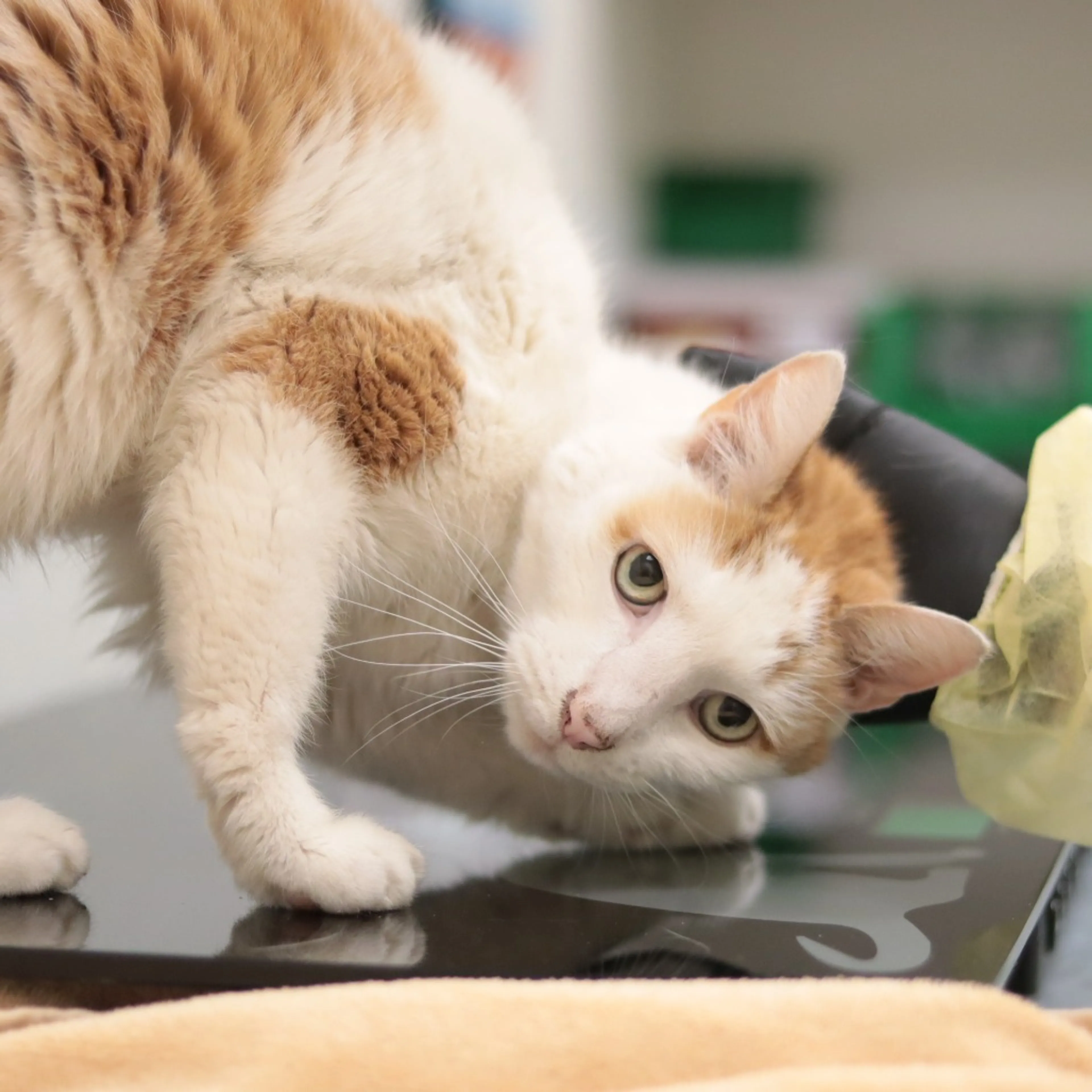 Found pet-6